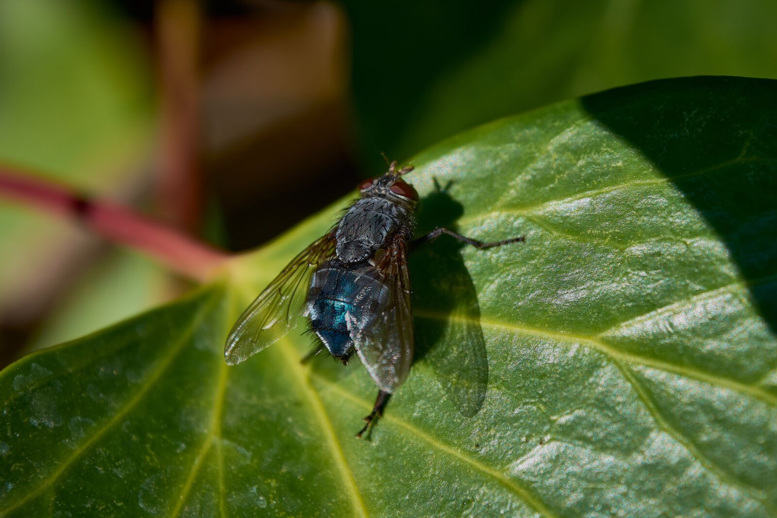 Nikon D7200 sample photo. Insect, fly, insects photography