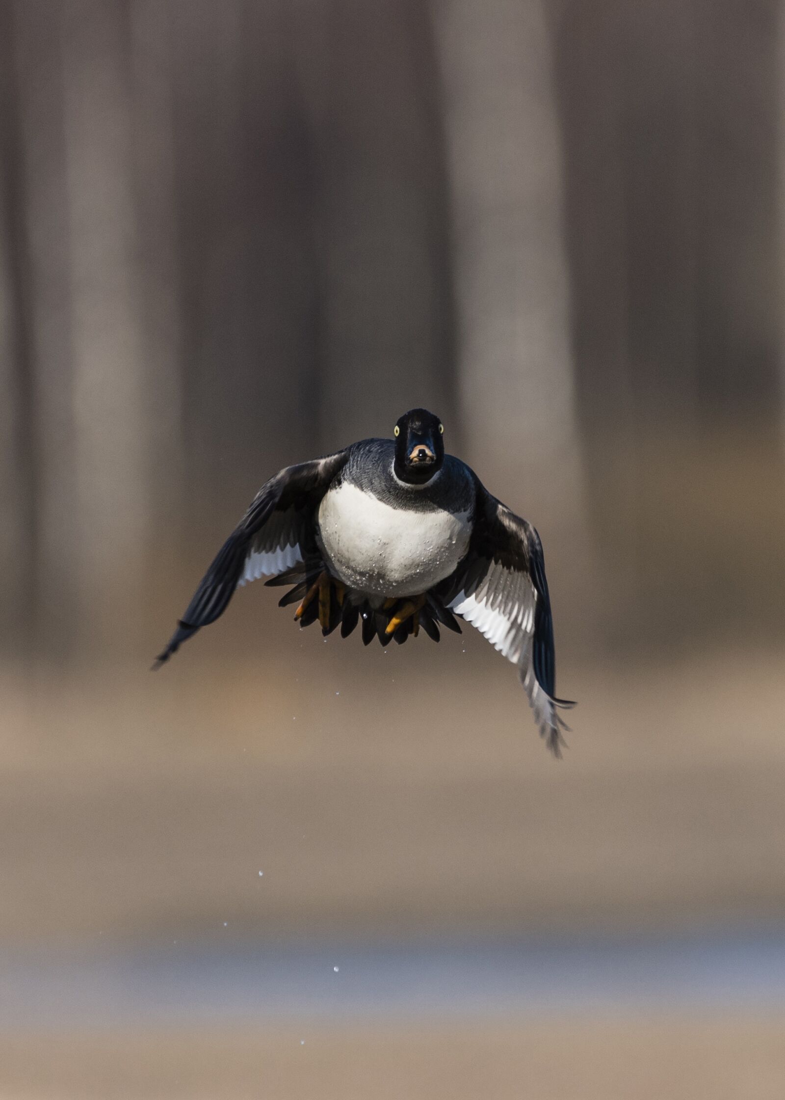 Nikon D500 sample photo. Goldeneye, bucephala clancula, waterfowl photography