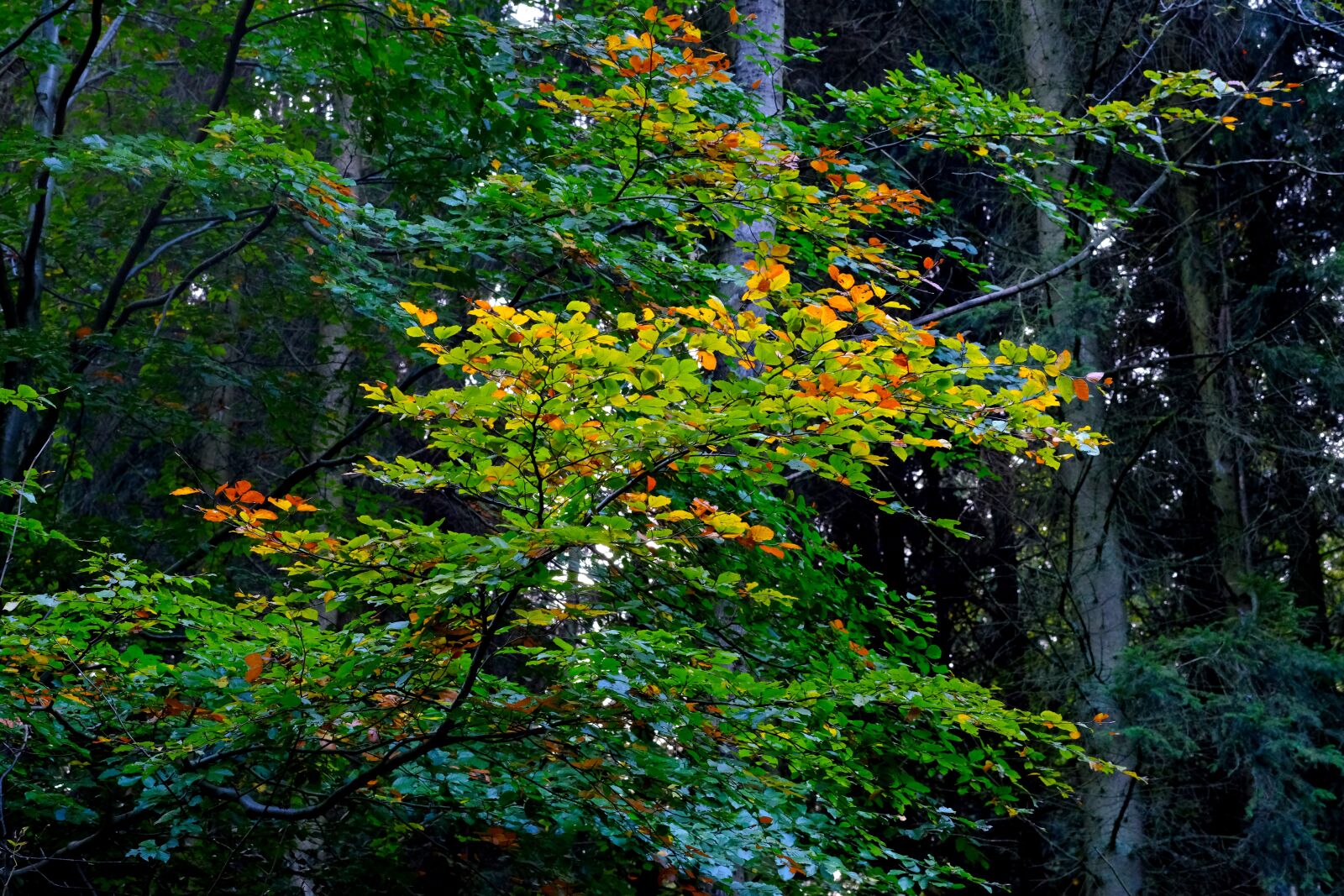 Fujifilm X-T20 sample photo. Branch, deciduous tree, leaves photography