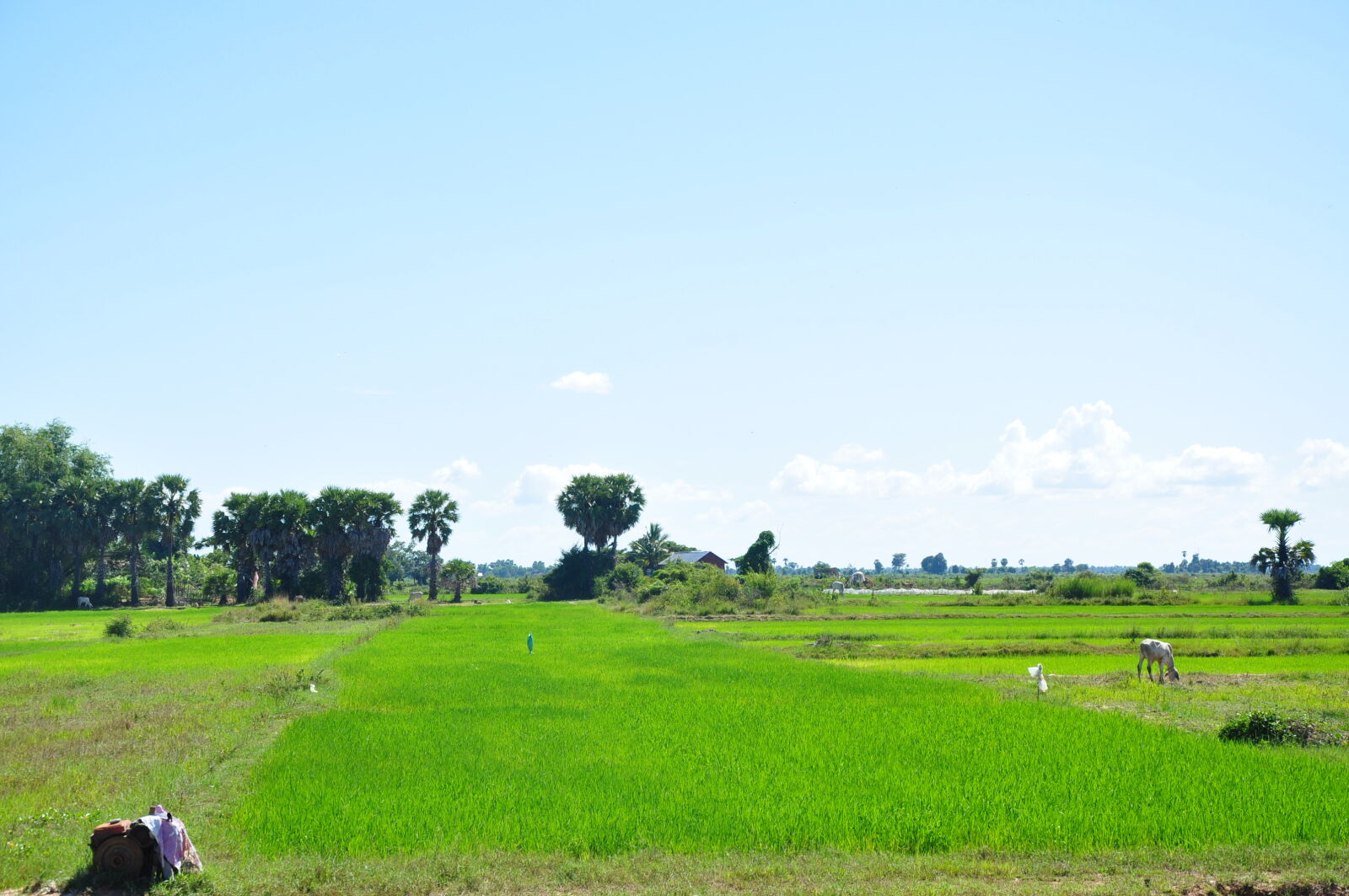 Nikon D90 sample photo. Asian, cambodia, field, fresh photography