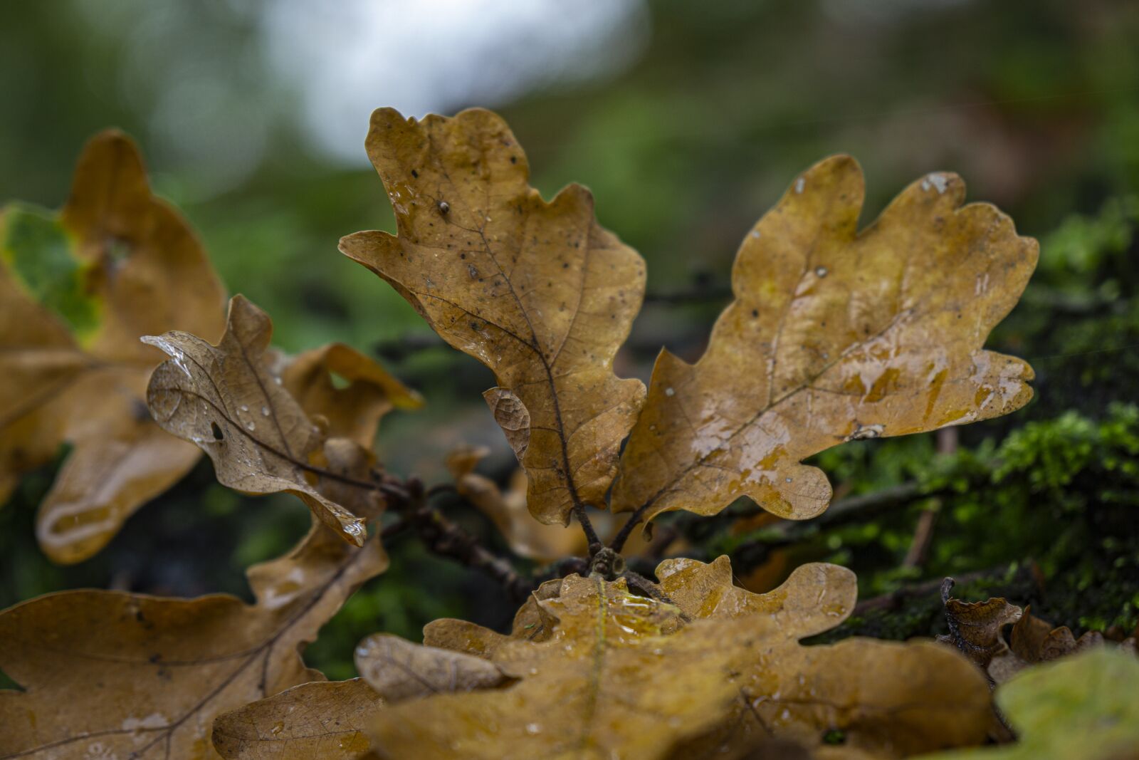 Sony a6000 + Sony Vario-Tessar T* E 16-70mm F4 ZA OSS sample photo. Leaves, boxer shorts, autumn photography