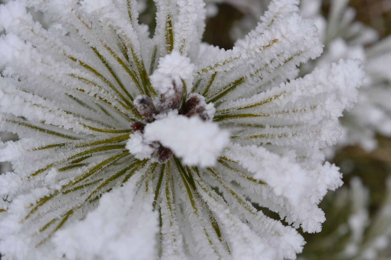 Nikon D3100 sample photo. Plant, fog, hoarfrost photography