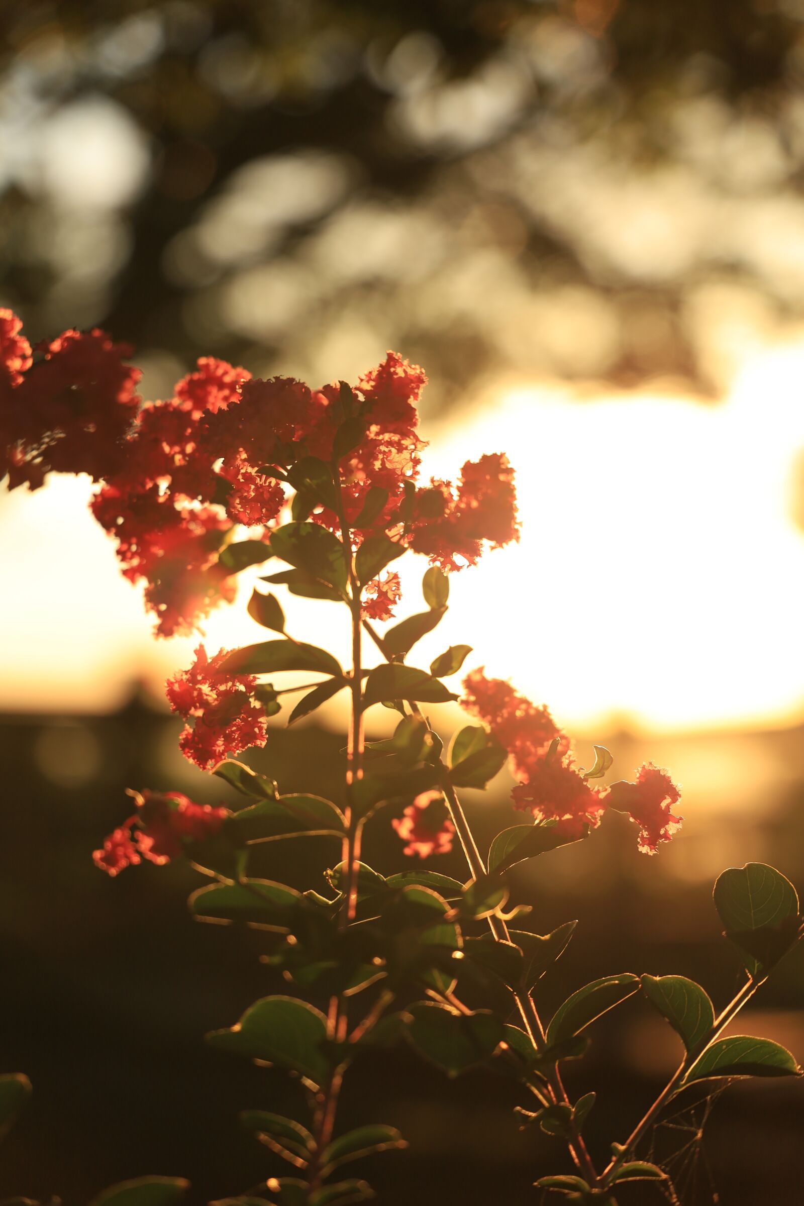 Canon EOS RP + Canon RF 24-105mm F4L IS USM sample photo. Sunset, sunlight, flowers photography
