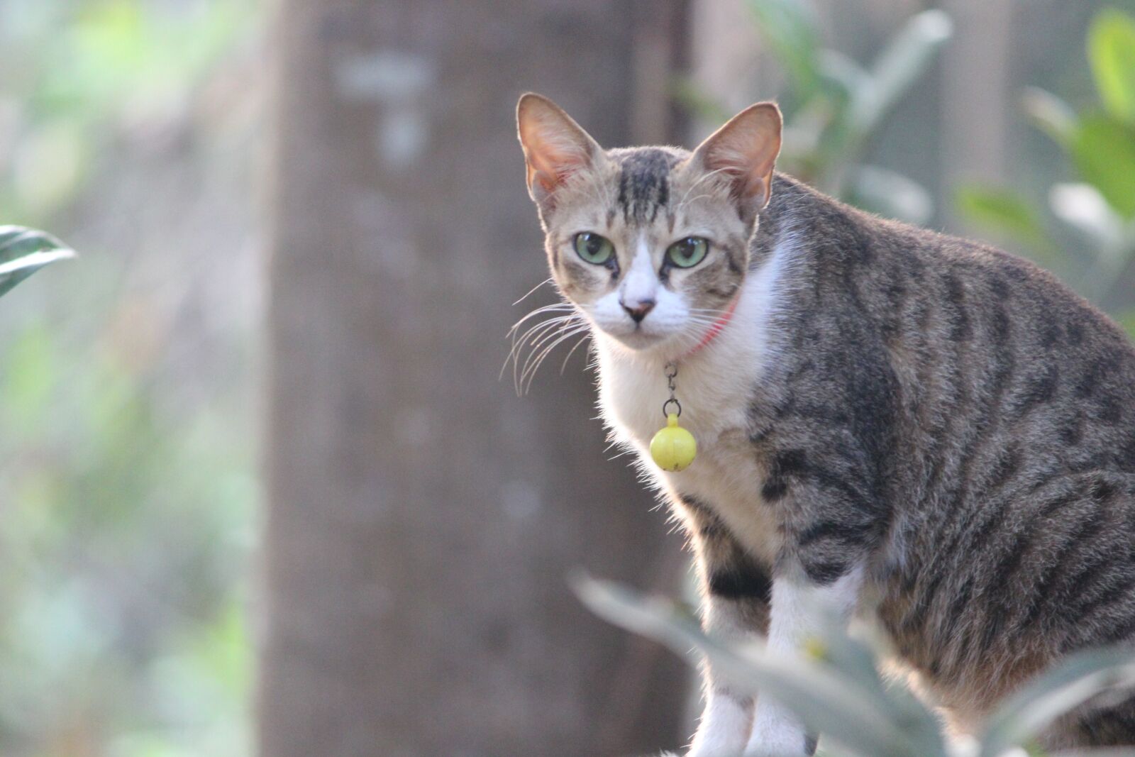 Canon EOS 600D (Rebel EOS T3i / EOS Kiss X5) sample photo. Cat, winter, summer photography
