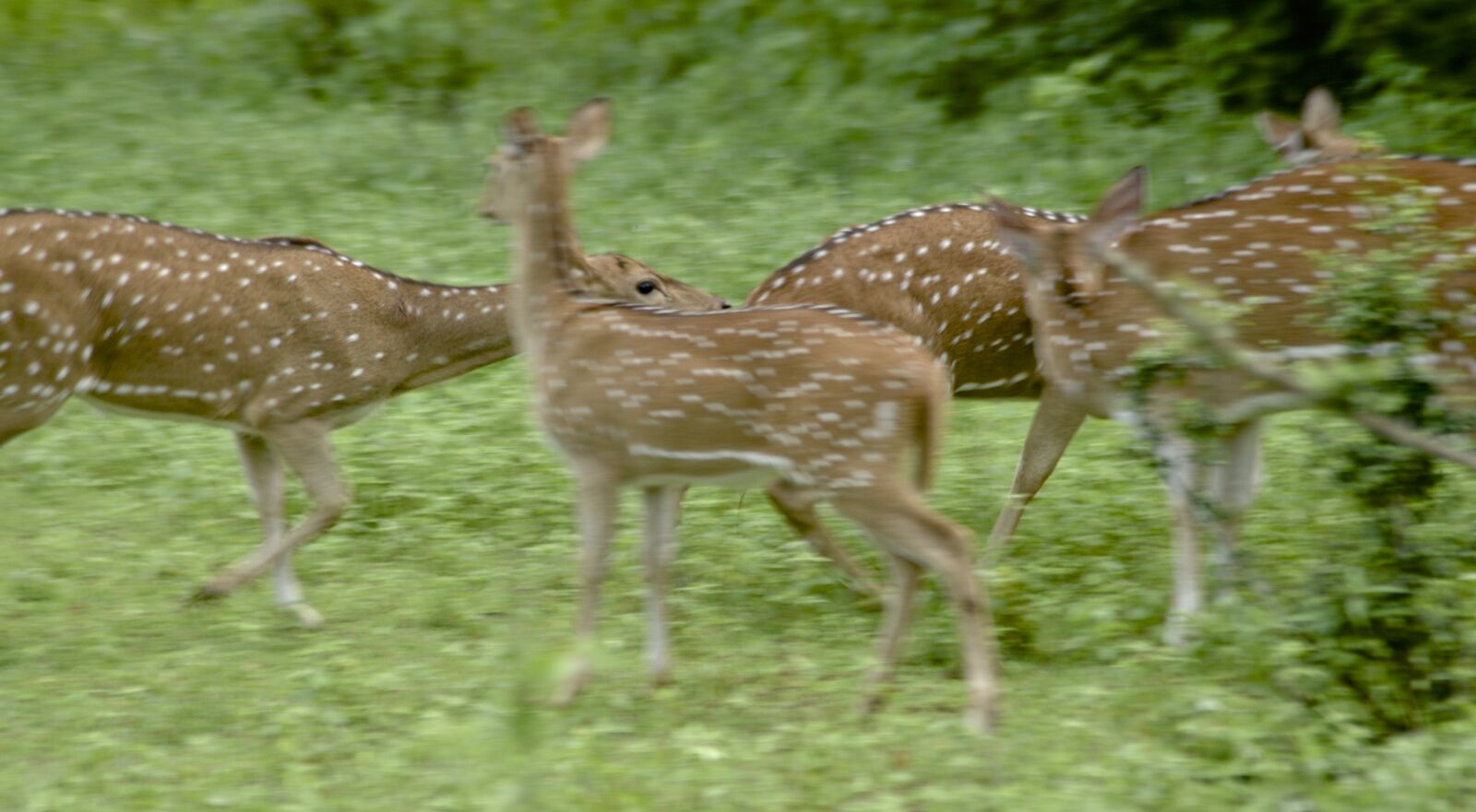 Nikon D800 sample photo. Deers, sri, lanka, vishnu photography