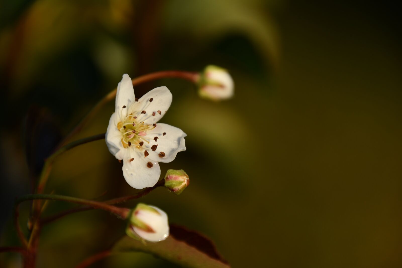 Nikon D7500 sample photo. Pear tree flower, pear photography