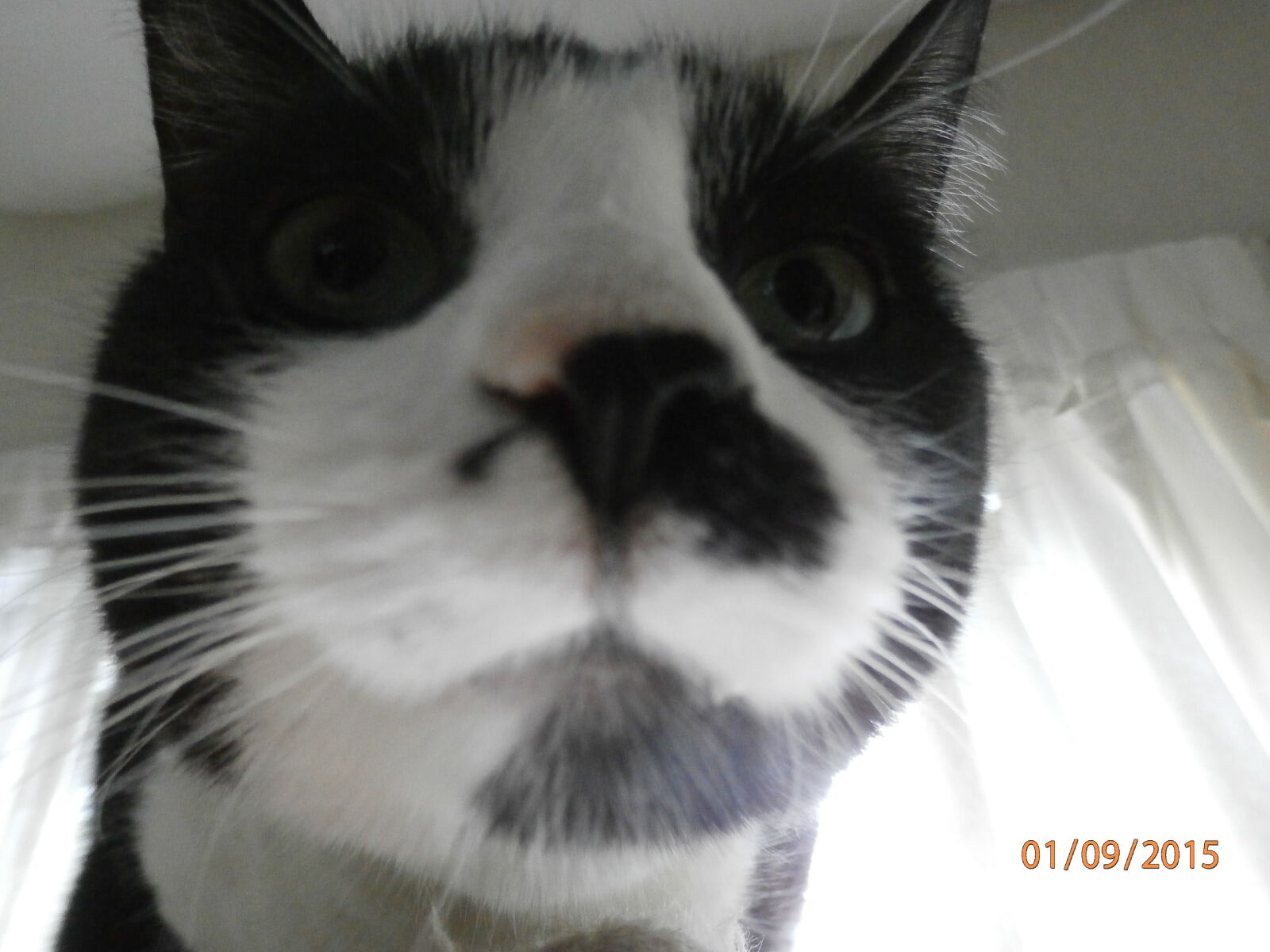 Olympus SZ-15,DZ-100 sample photo. Supervising, my, cat, kids photography