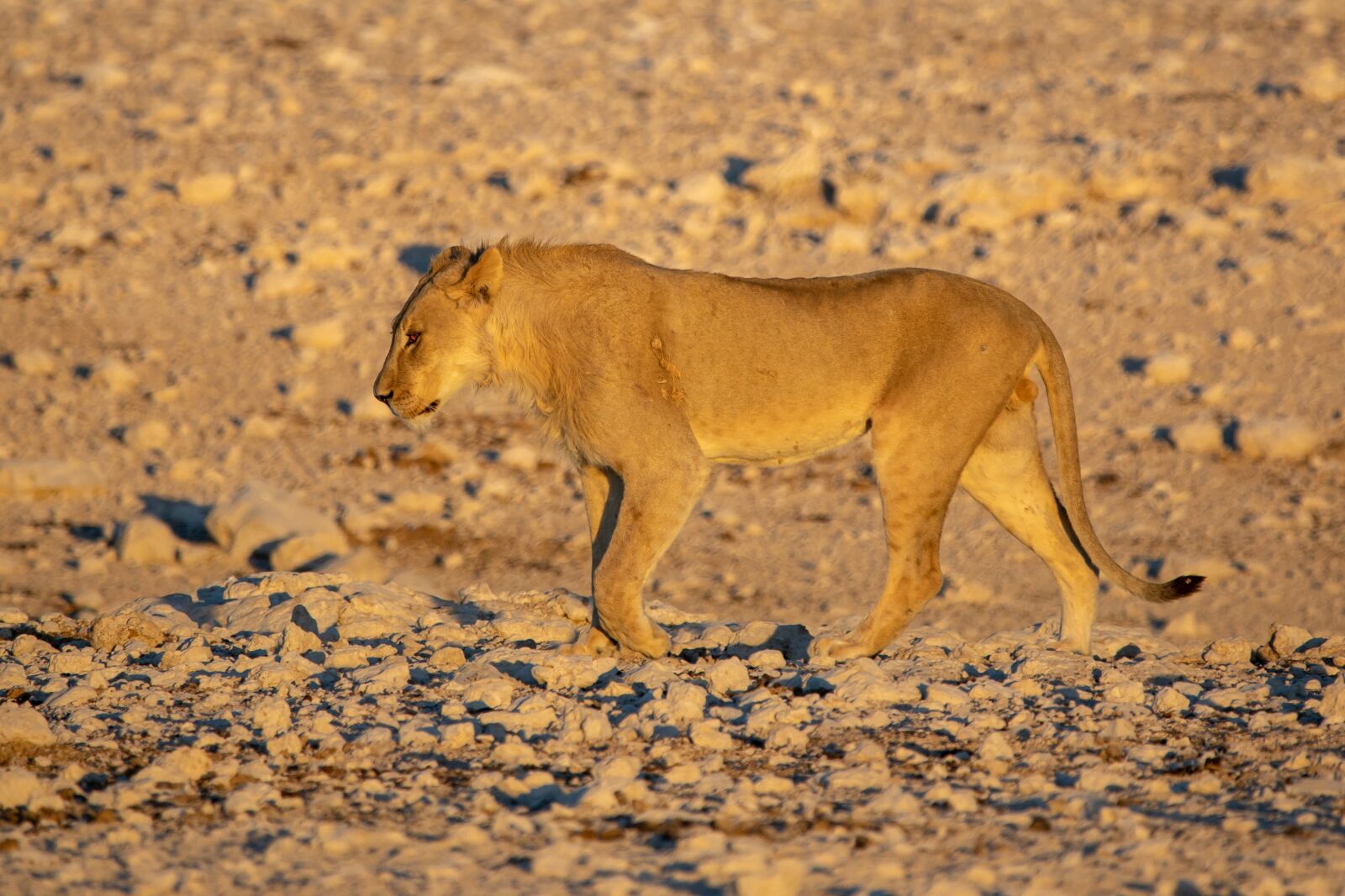 150-600mm F5-6.3 DG OS HSM | Contemporary 015 sample photo. Lion, males, young photography