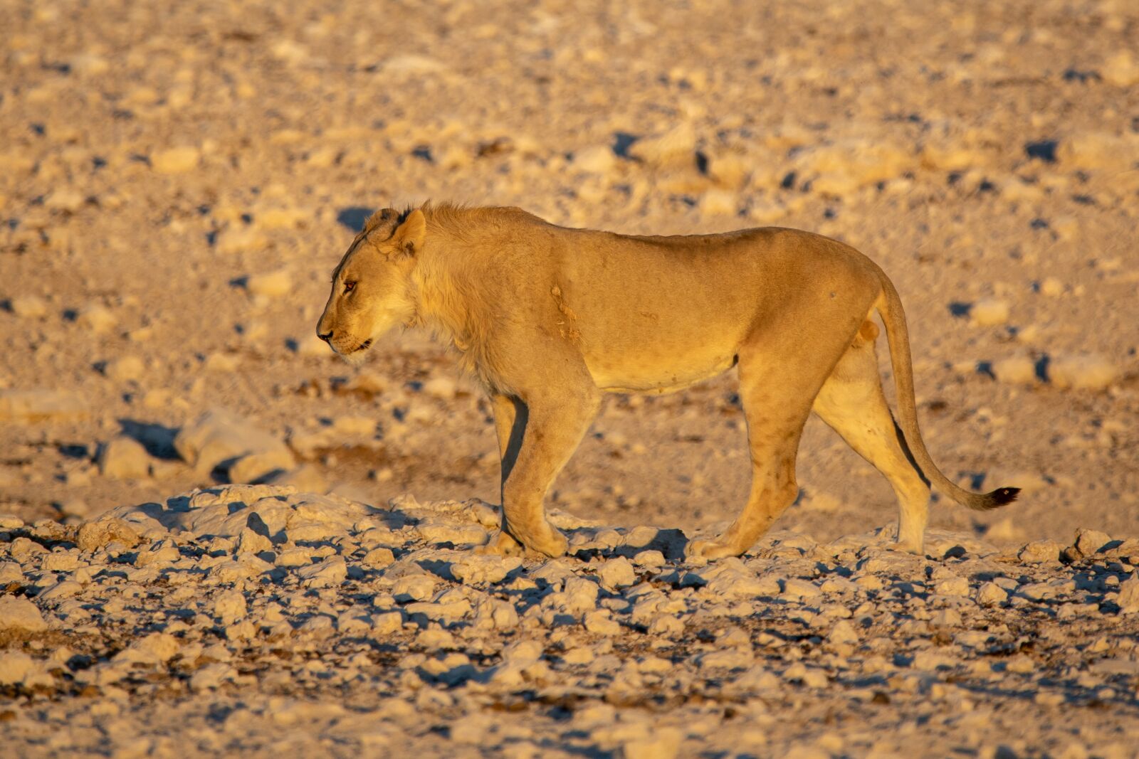 Canon EOS 5D Mark IV + 150-600mm F5-6.3 DG OS HSM | Contemporary 015 sample photo. Lion, males, young photography