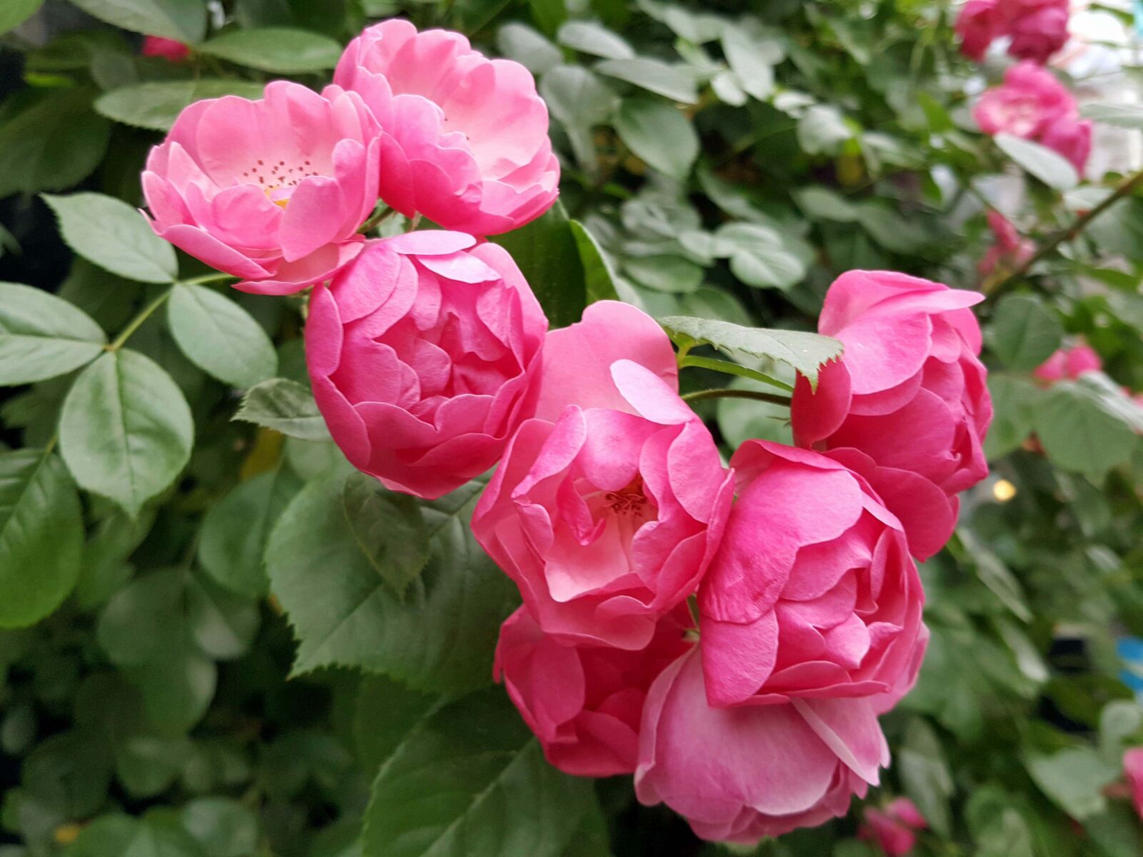 Samsung Galaxy Note5 sample photo. Rose, pink photography