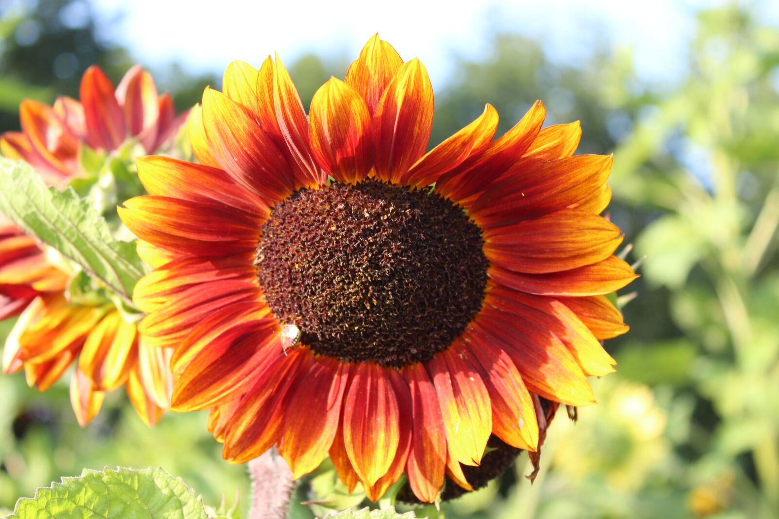 Canon EOS 1300D (EOS Rebel T6 / EOS Kiss X80) sample photo. Sunflower, summer, flower photography