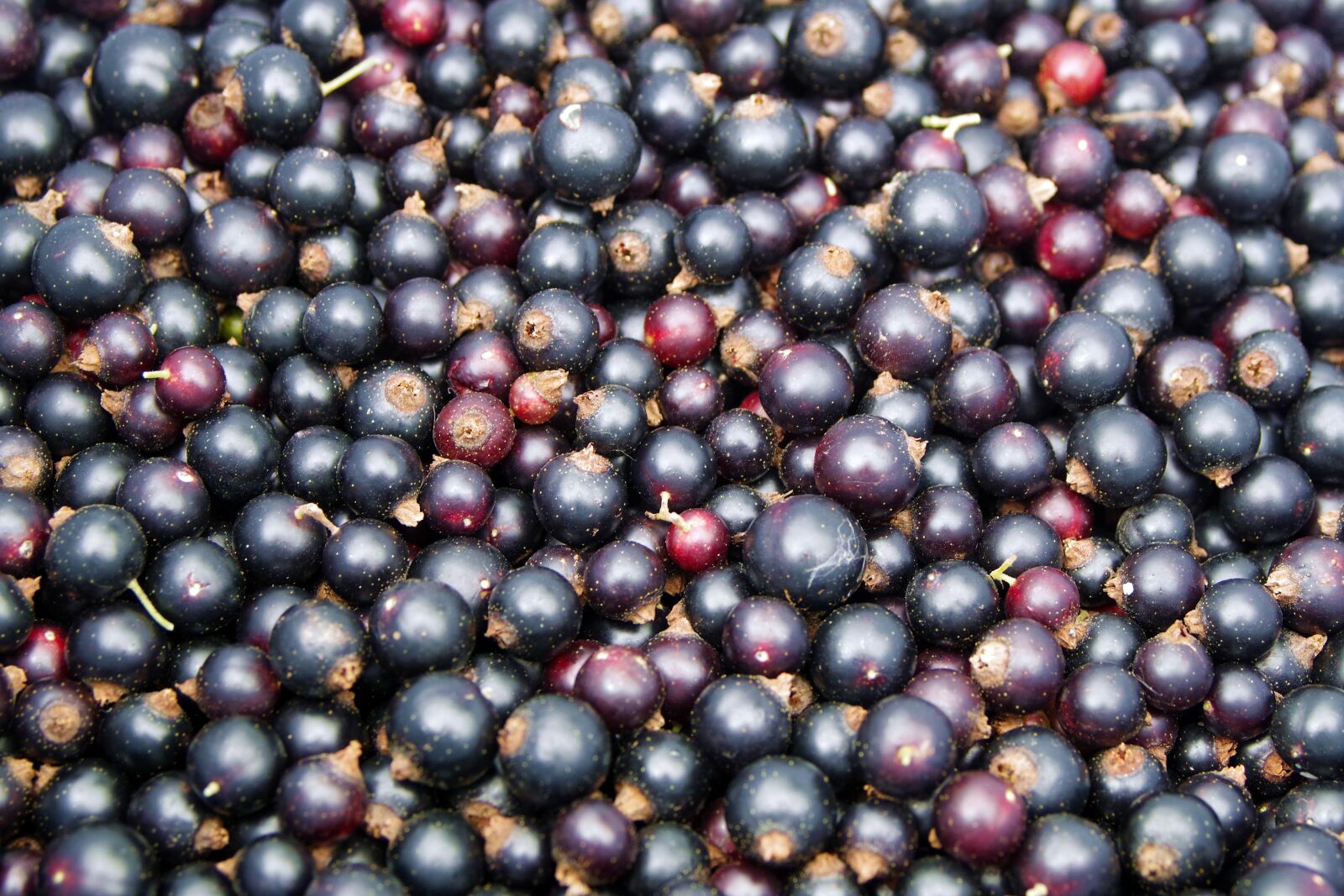 Pentax K-S2 sample photo. Black currant, black, currant photography