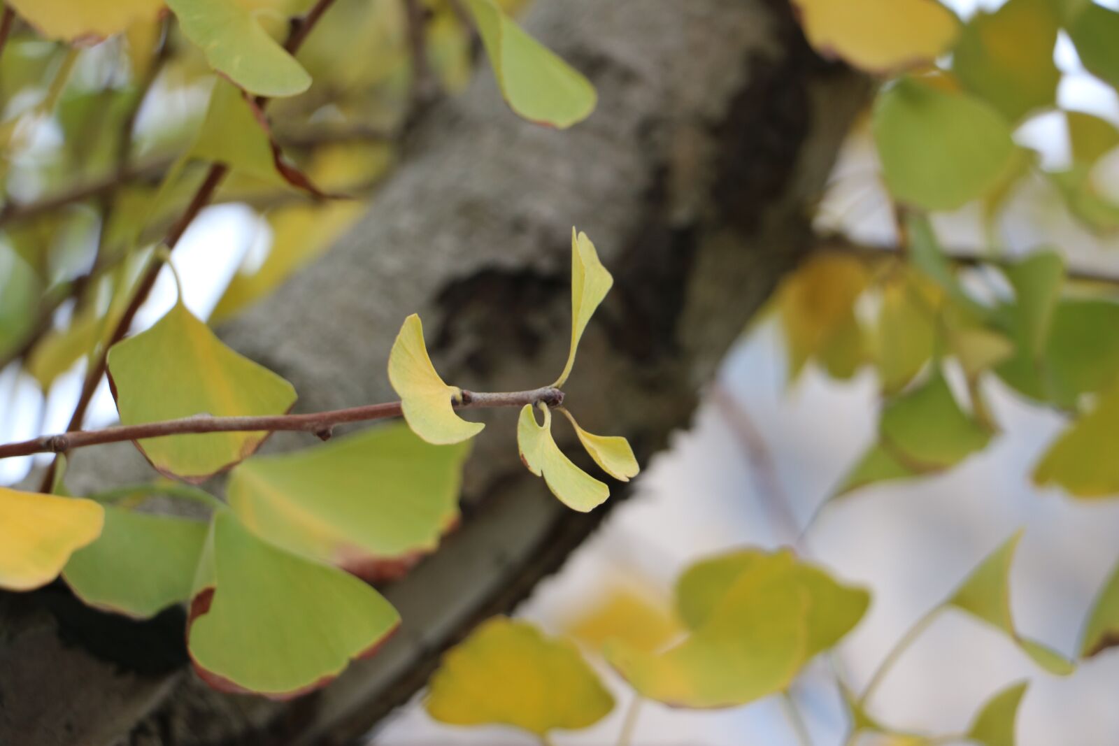 Canon EOS 750D (EOS Rebel T6i / EOS Kiss X8i) sample photo. Autumn, defoliation, street photography