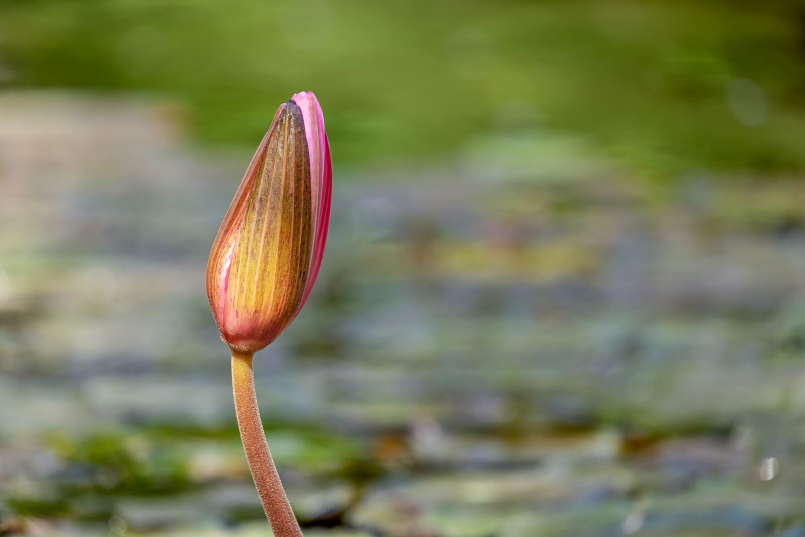 Fujifilm XF 55-200mm F3.5-4.8 R LM OIS sample photo. Water lily, bud, pond photography