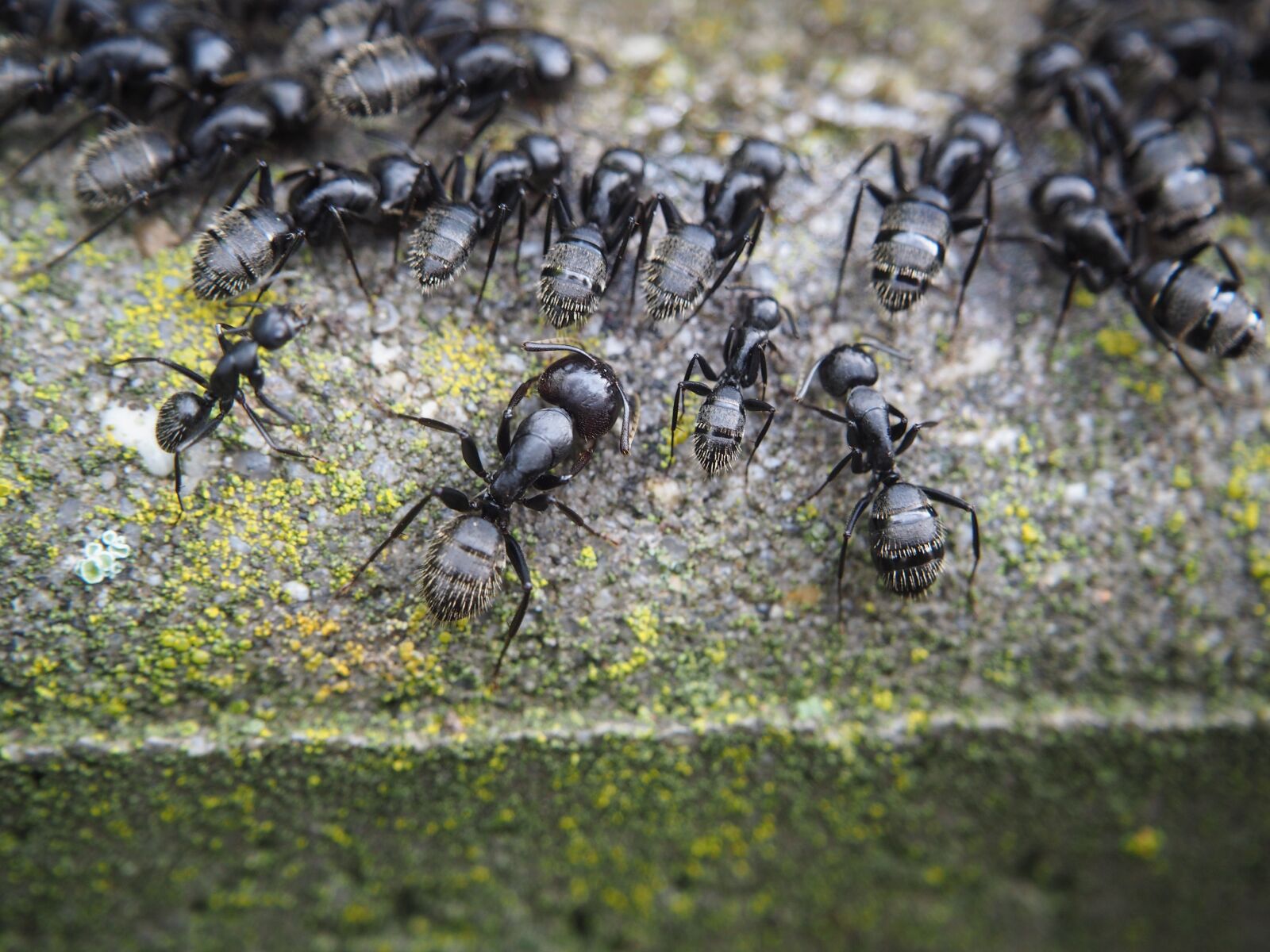 Olympus OM-D E-M10 sample photo. Ant, ants, eat photography