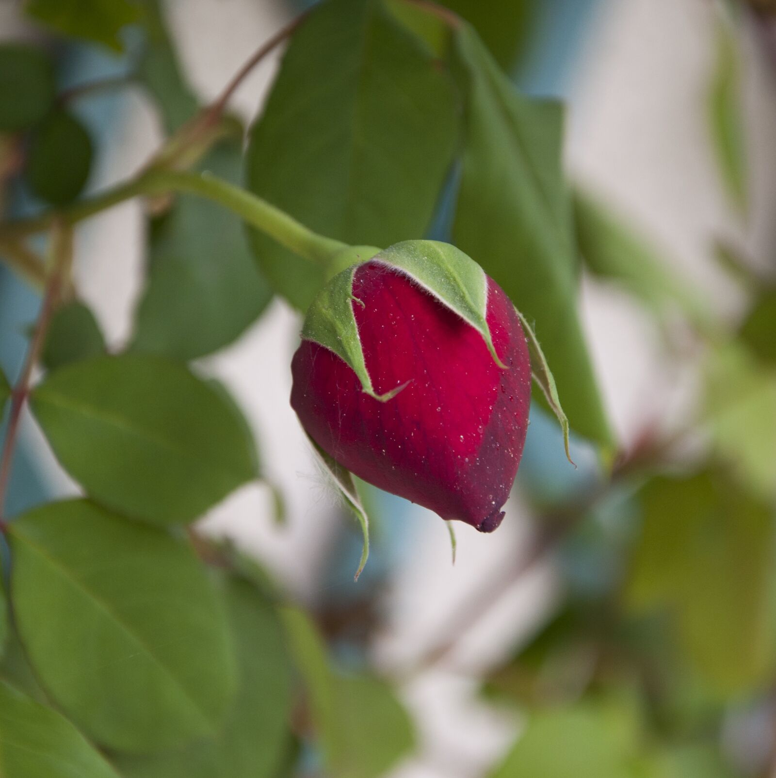 Nikon D90 sample photo. Rose, floral, nature photography