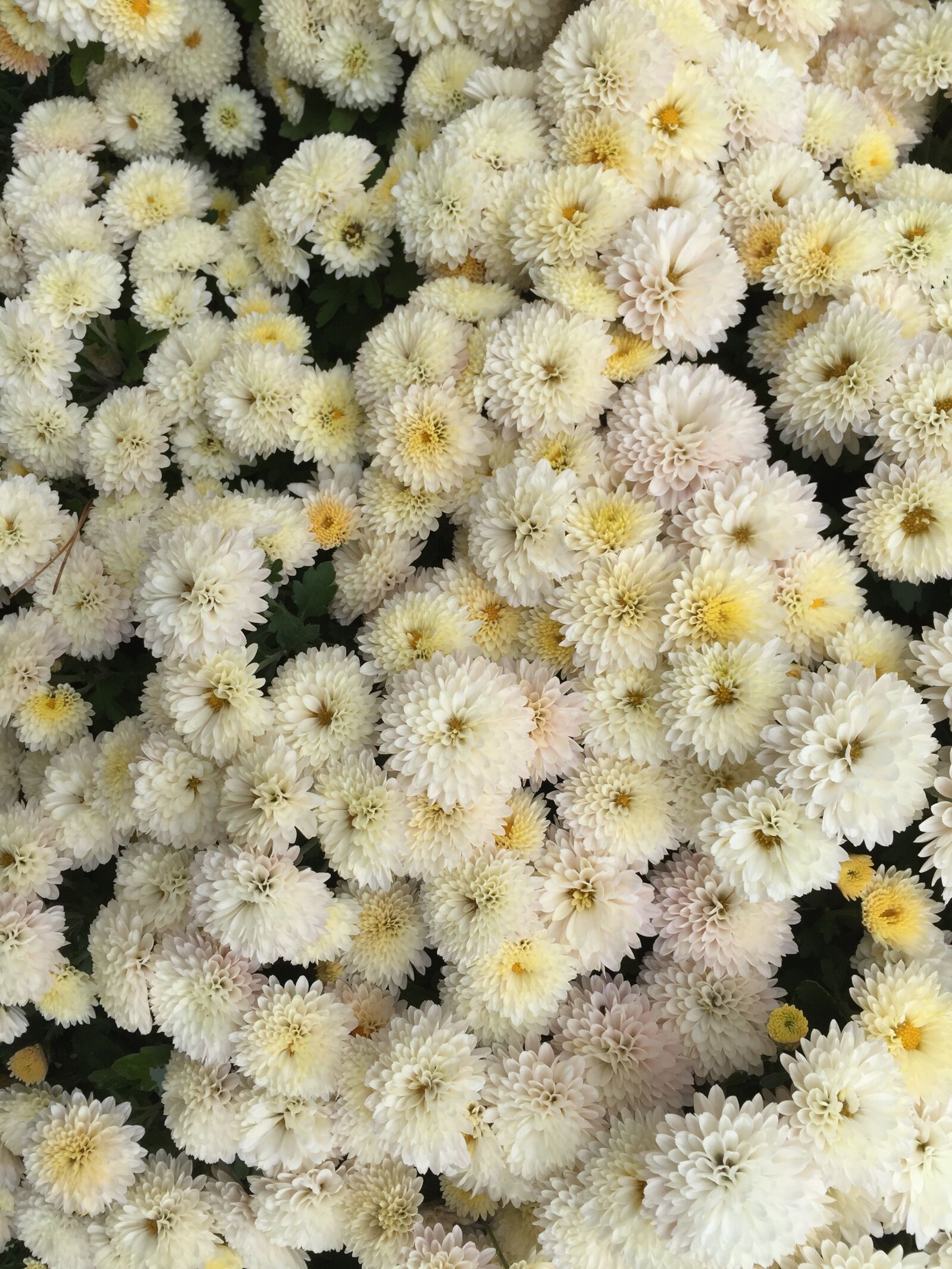 Apple iPhone 6 sample photo. Ivory flower, chrysanthemum, festival photography