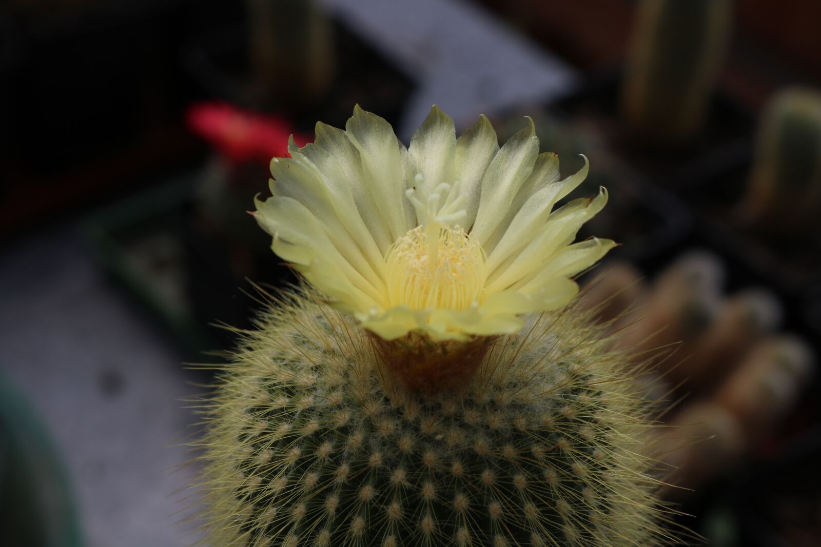 Canon EOS 750D (EOS Rebel T6i / EOS Kiss X8i) sample photo. Flower, nature, plant photography