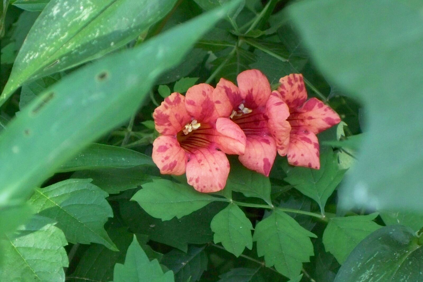 Kodak EASYSHARE Z1485 IS DIGITAL CAMERA sample photo. Wildflowers, nature, outdoors photography