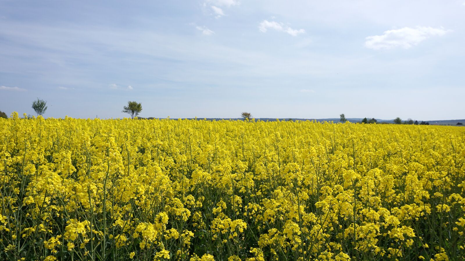 Sony a6000 sample photo. Oilseed rape, yellow, sky photography