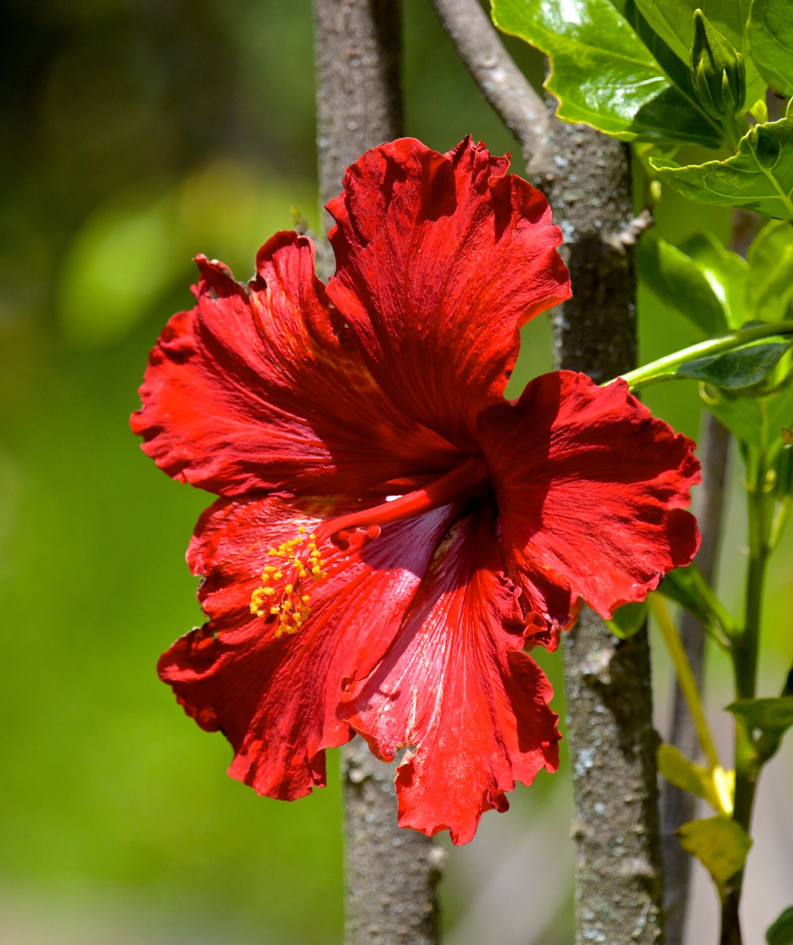 Nikon D850 sample photo. Flower, red, nature photography