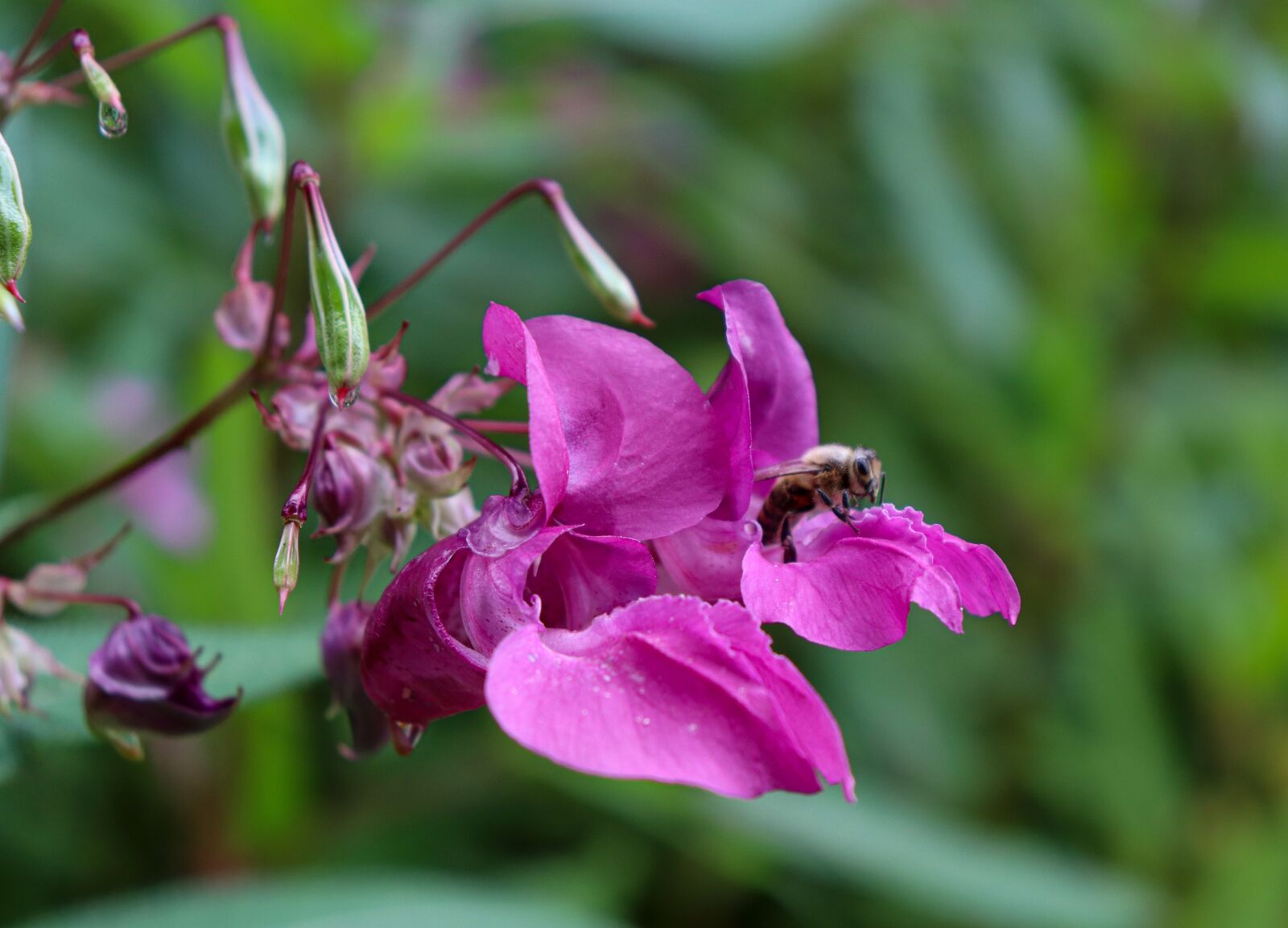 Canon EOS 77D (EOS 9000D / EOS 770D) sample photo. Bee, forest, nature photography
