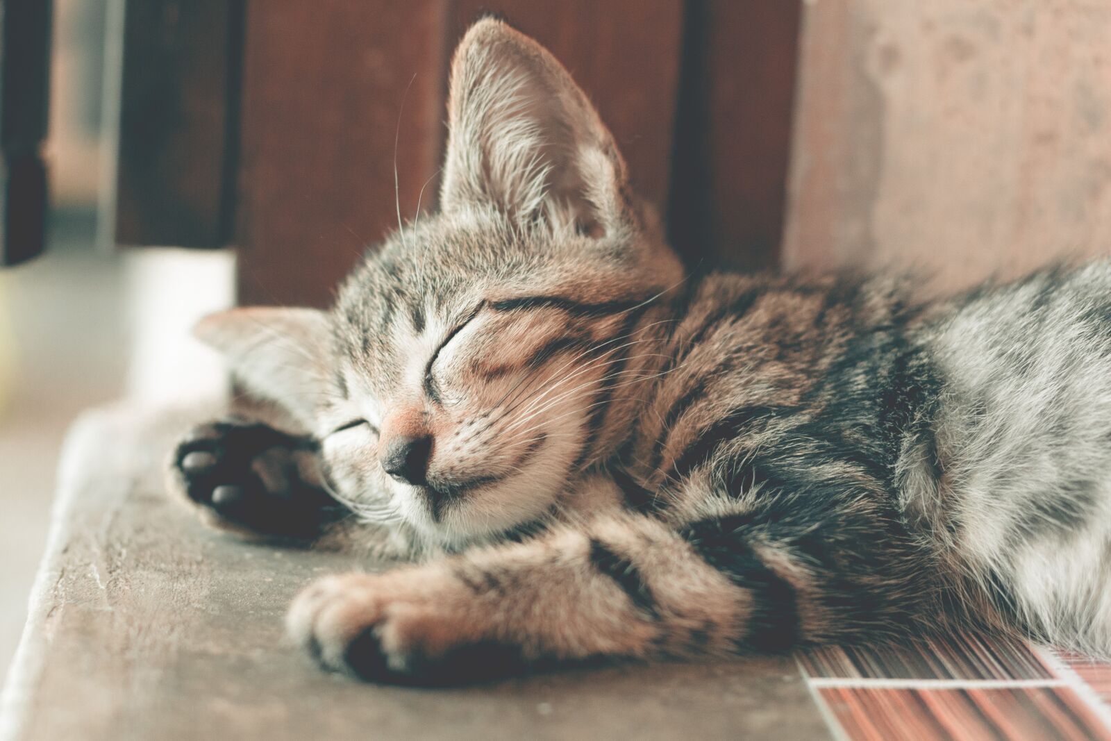 Canon EOS 700D (EOS Rebel T5i / EOS Kiss X7i) + Canon EF 50mm F1.4 USM sample photo. Cat, animal, cute photography