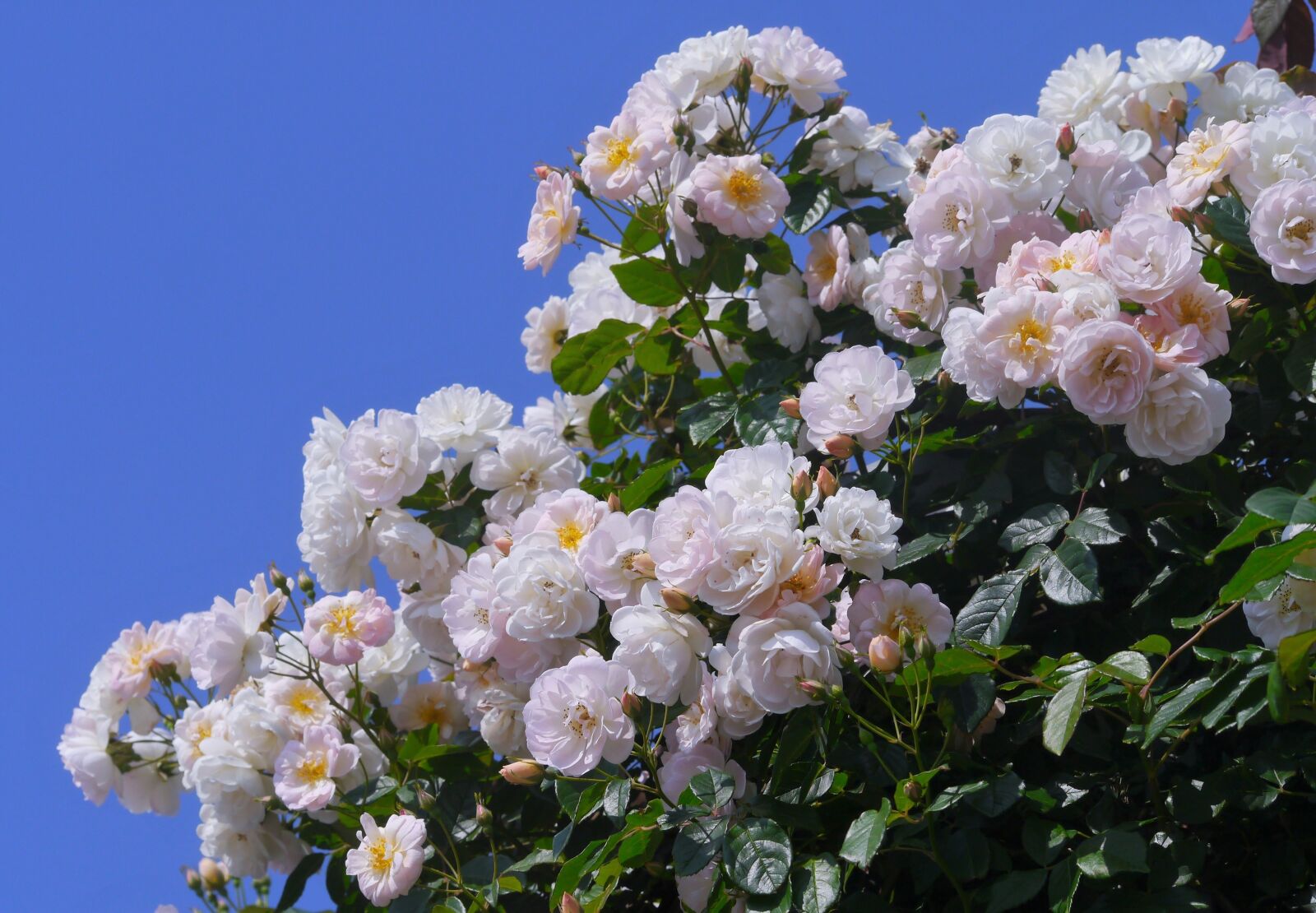 Panasonic Lumix DMC-GX1 sample photo. Verny park, rose, white photography