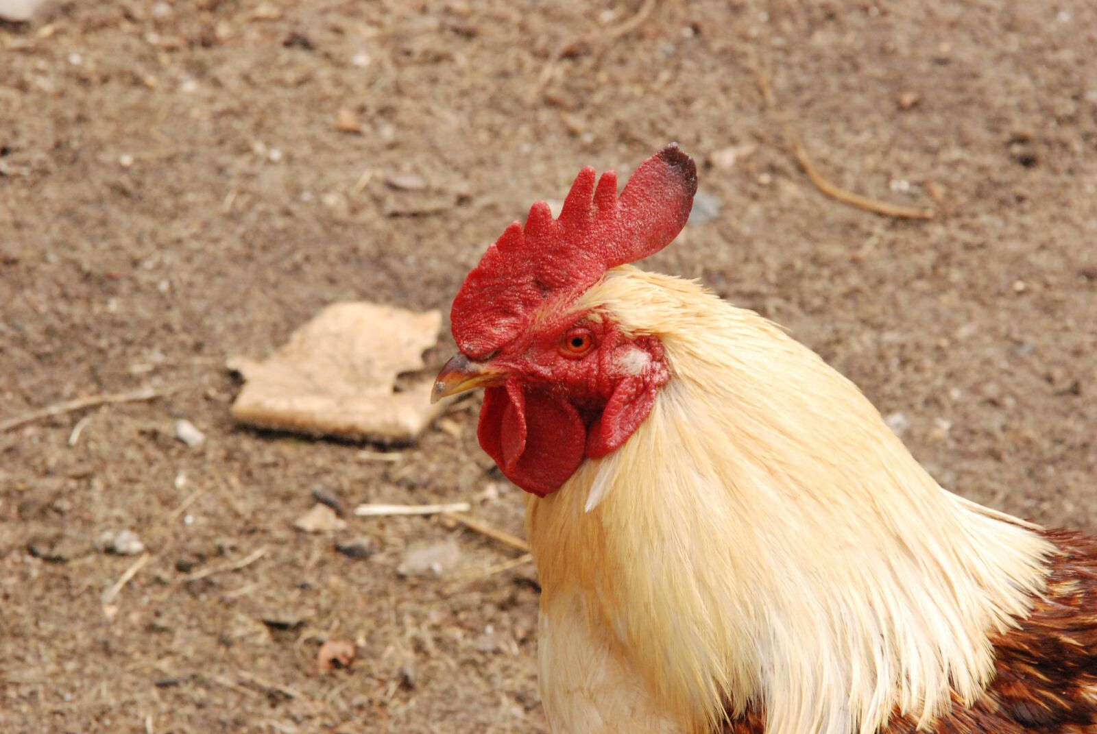 Nikon D80 sample photo. Haan, bird, comb photography