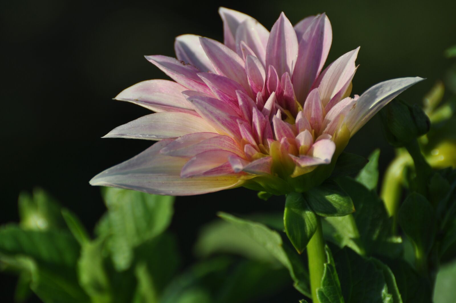 Nikon D5000 sample photo. Pink flowers, garden, bloom photography