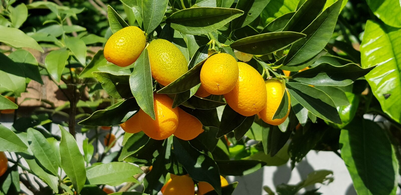 Samsung Galaxy S8+ sample photo. Nature, citrus fruits, kumquat photography