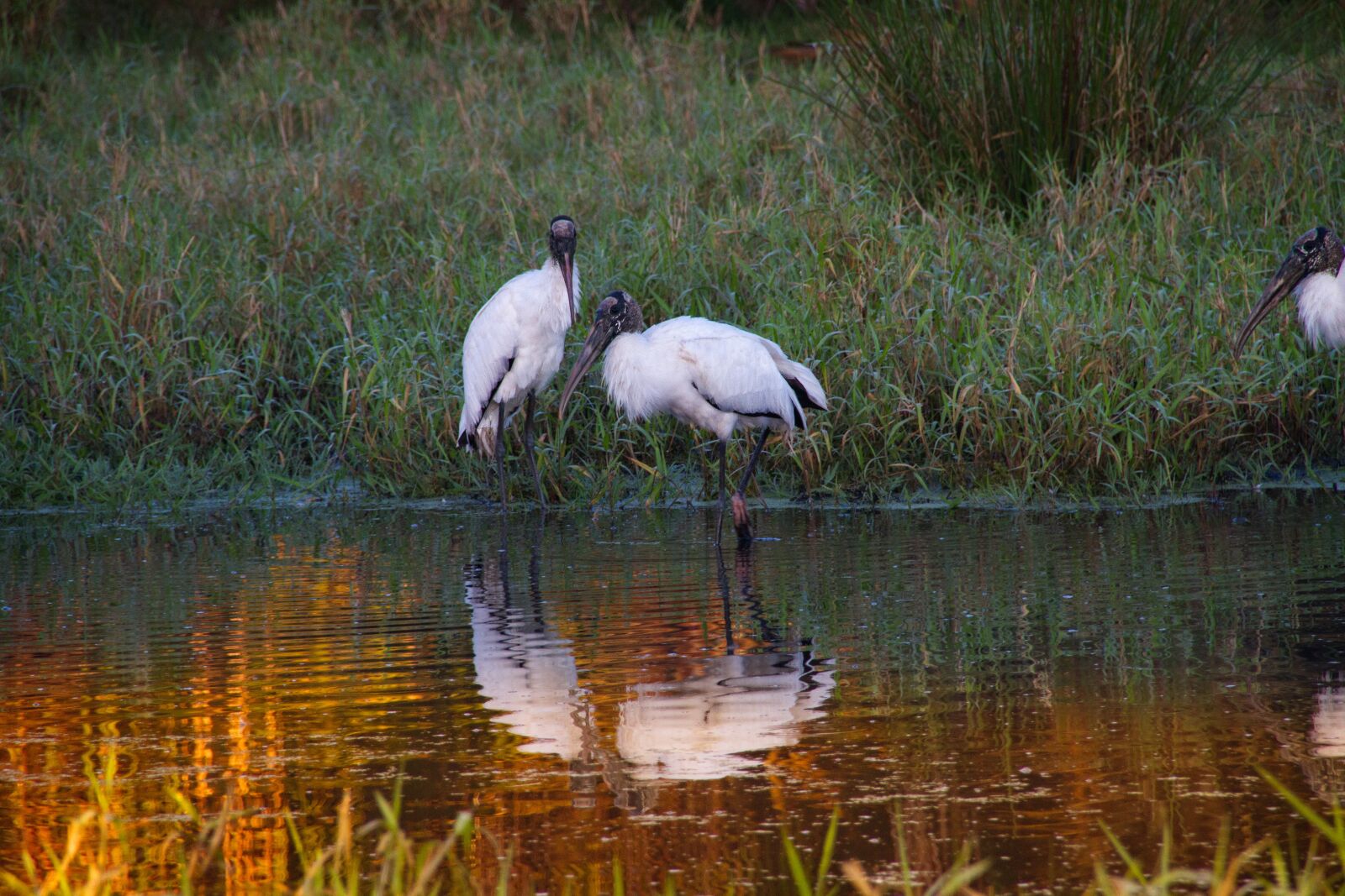 Canon EOS 7D sample photo. Sunset, wood stork, treasure photography