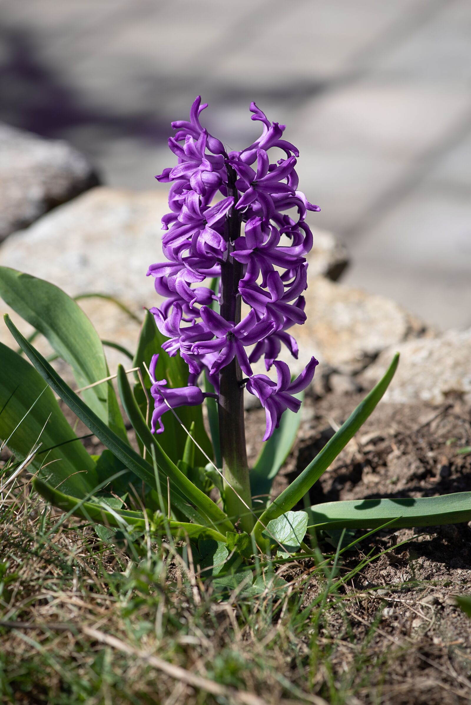 Nikon D750 sample photo. Hyacinth, flower, purple photography