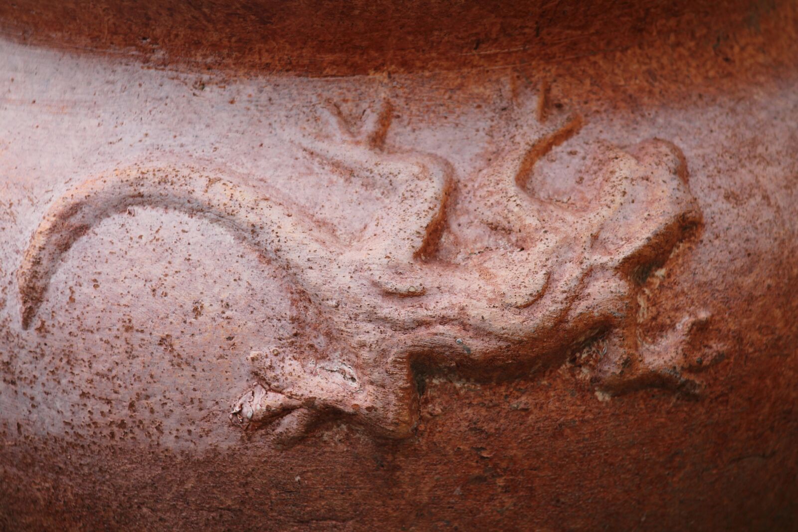 Canon EF 75-300mm f/4-5.6 sample photo. Lizard, new mexico, lizard photography