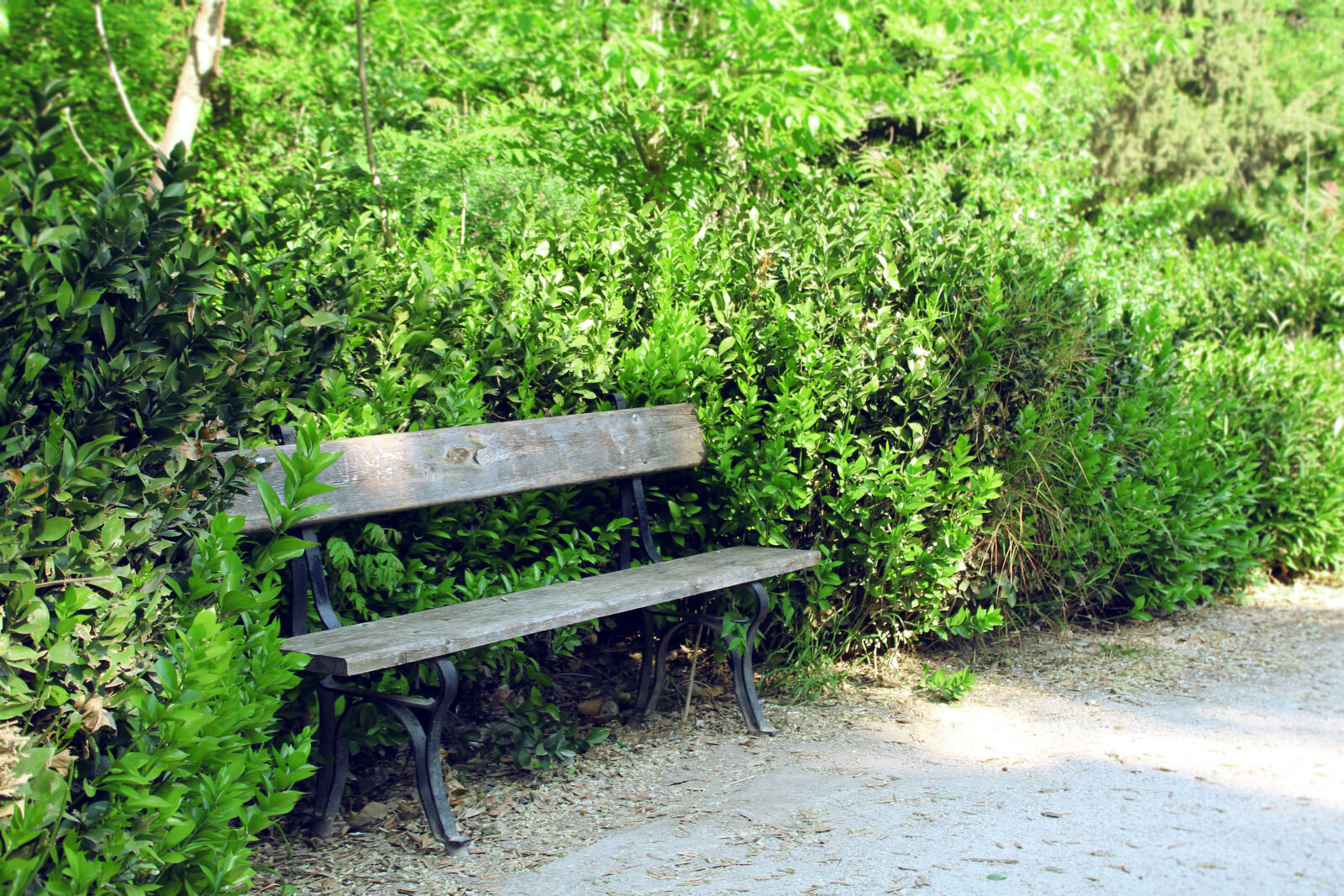 Canon EOS 1300D (EOS Rebel T6 / EOS Kiss X80) sample photo. Background, bench, empty, forest photography