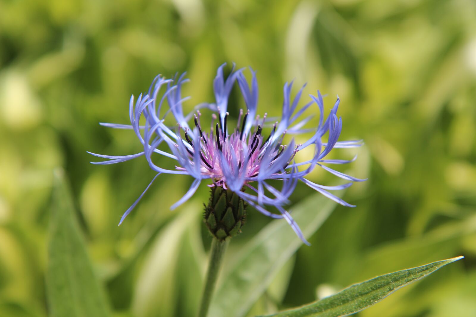 Canon EOS 600D (Rebel EOS T3i / EOS Kiss X5) sample photo. Blueberry, wild flower, blue photography