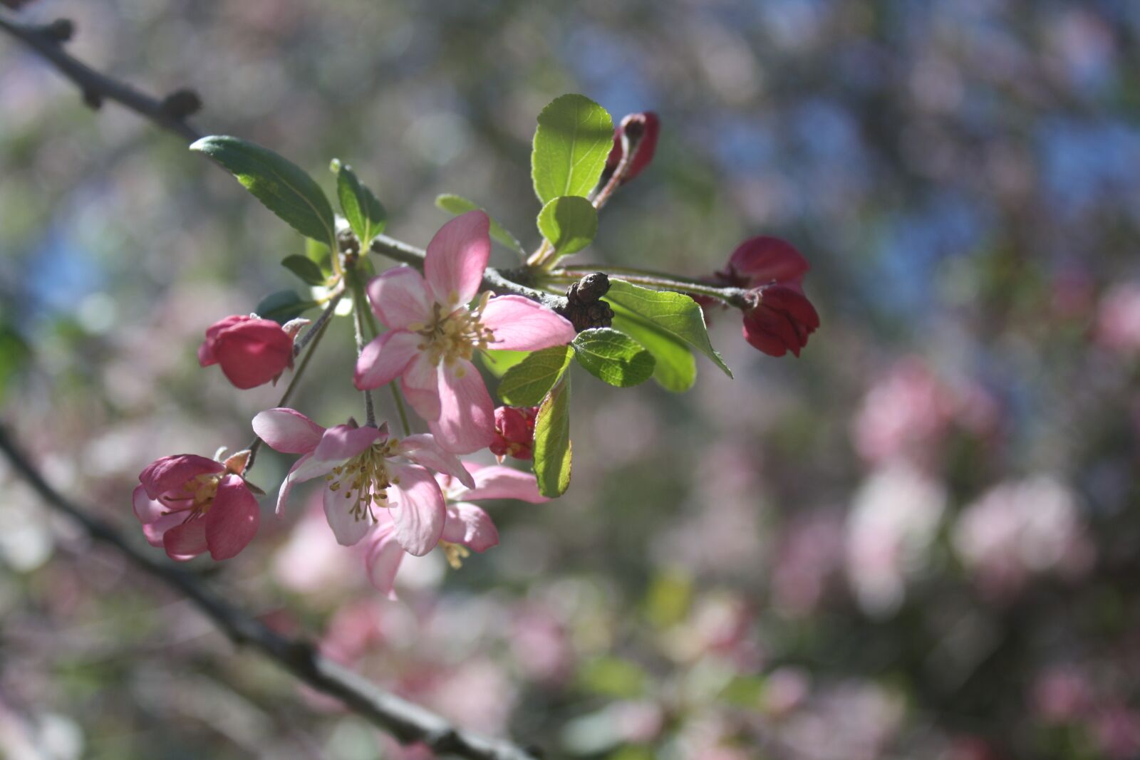 Canon EOS 1000D (EOS Digital Rebel XS / EOS Kiss F) sample photo. Flowers, budding, red photography