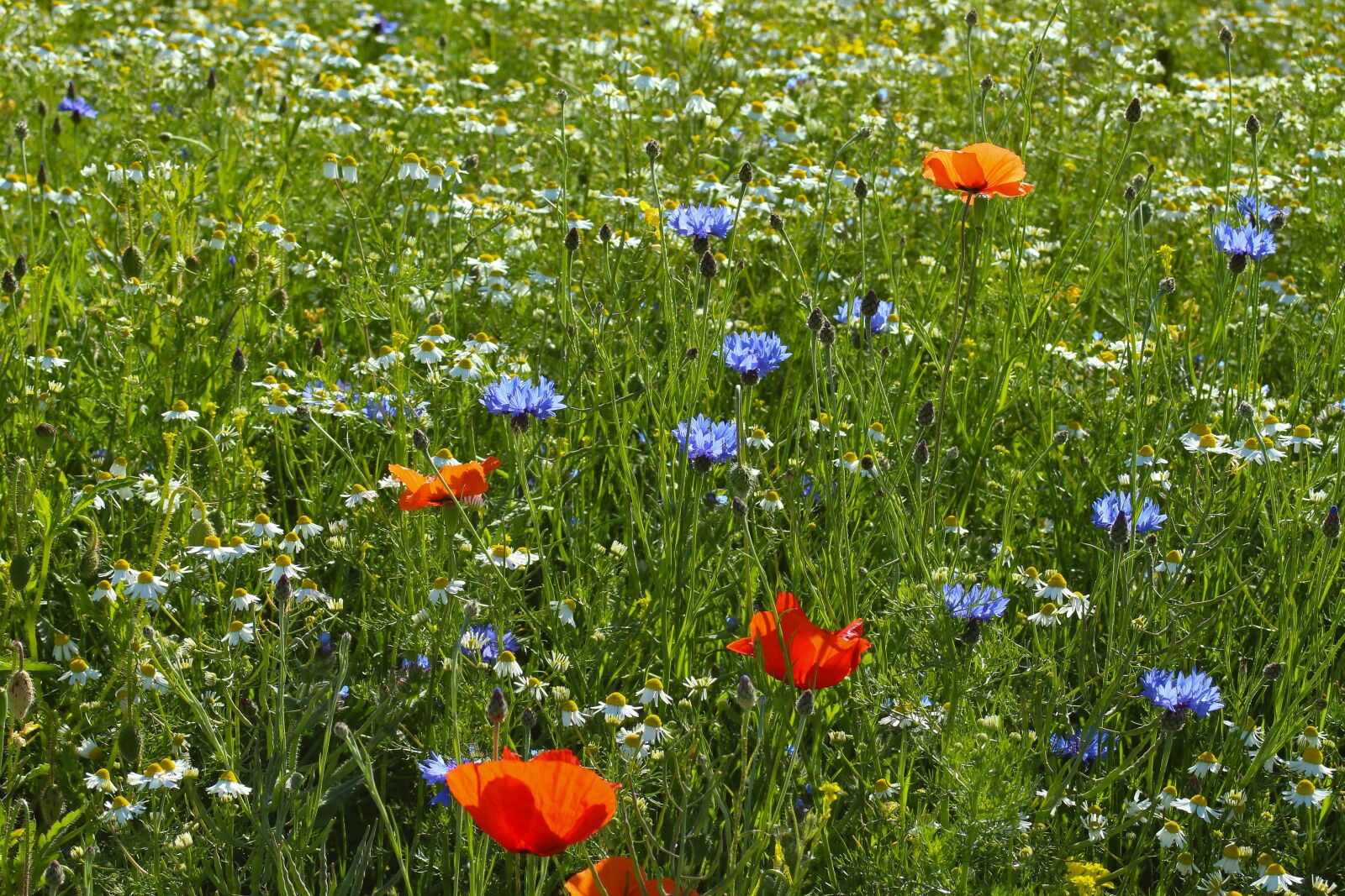 Canon EOS 700D (EOS Rebel T5i / EOS Kiss X7i) + Canon EF 28-80mm f/3.5-5.6 sample photo. Flower meadow, cornflowers, genuine photography