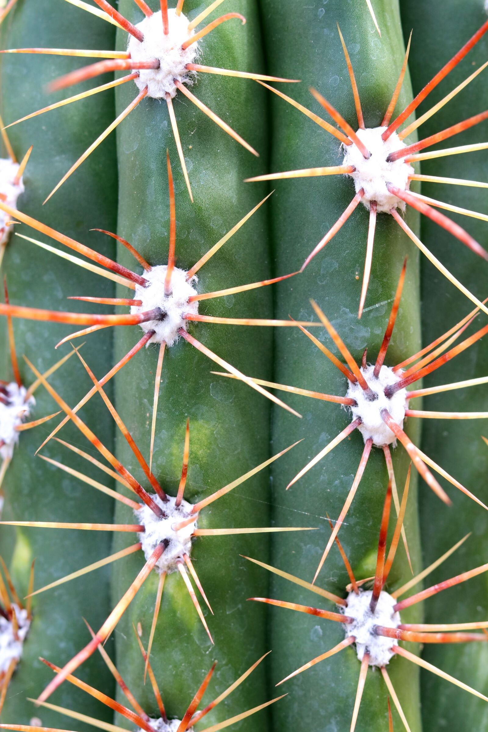 Canon EOS 750D (EOS Rebel T6i / EOS Kiss X8i) sample photo. Cactus, thorn, sharp photography