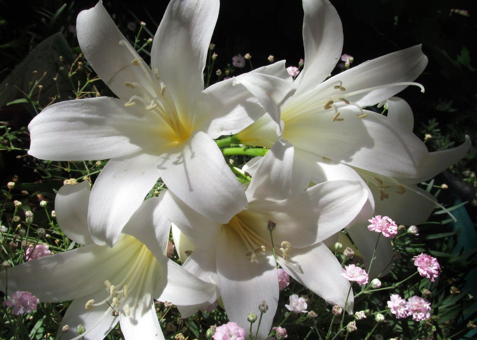 Canon PowerShot SX170 IS sample photo. Flowers, nature, garden photography