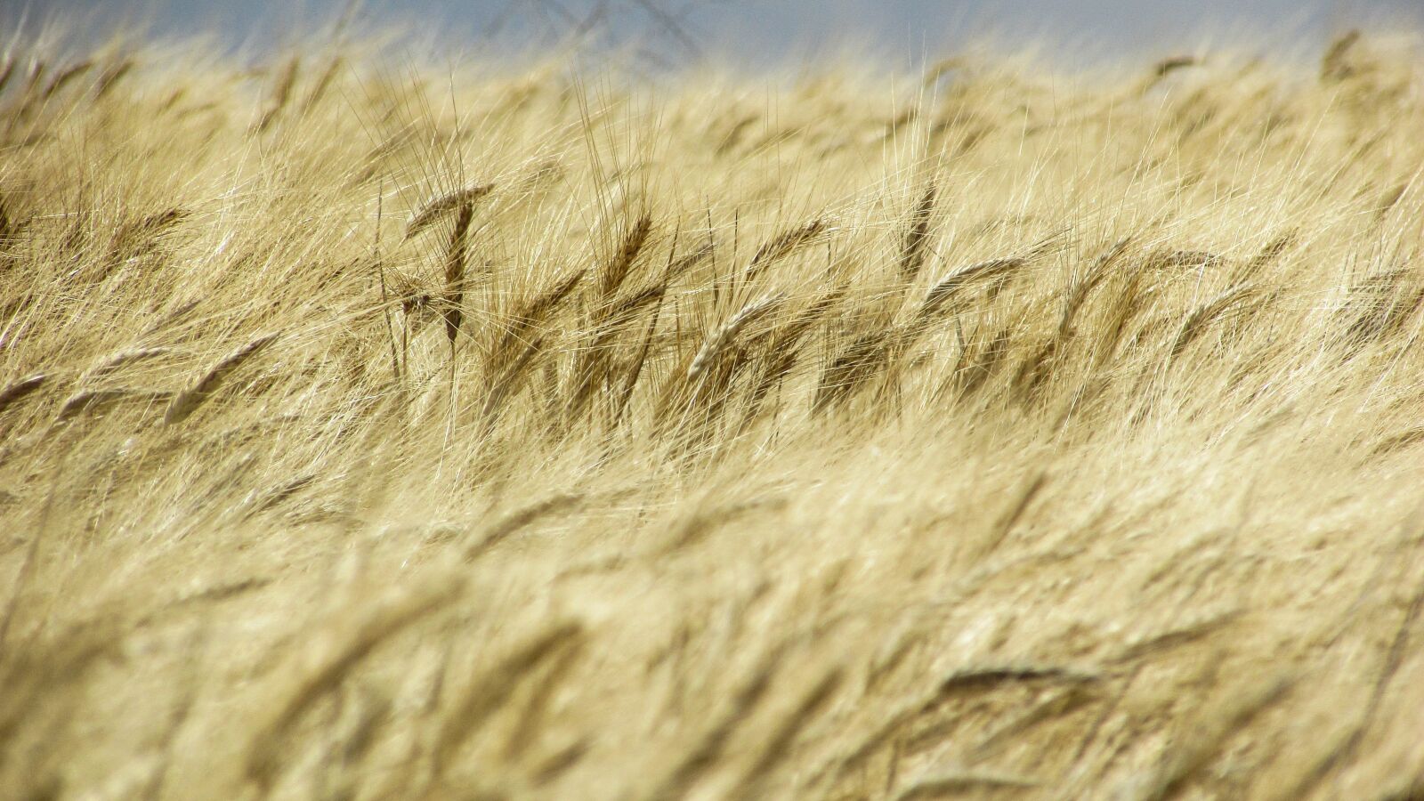Canon PowerShot SX400 IS sample photo. Wheat field, field, golden photography