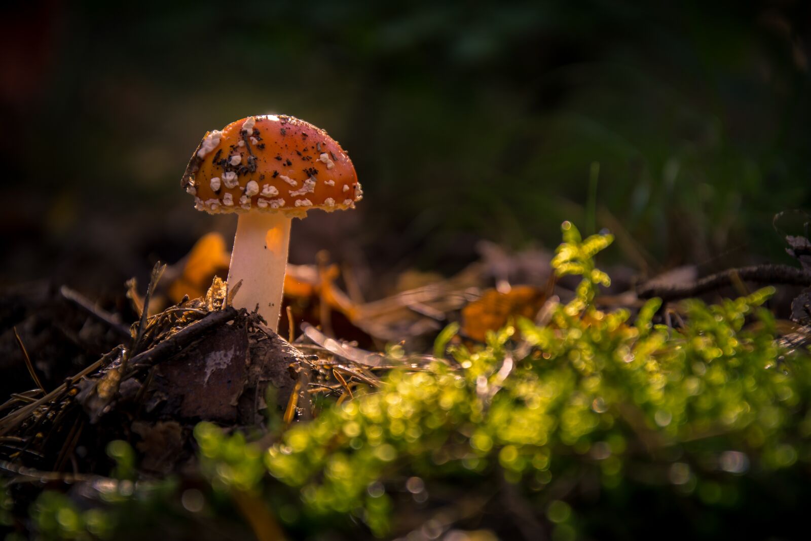 Nikon D7200 sample photo. Fly agaric, forest, moss photography