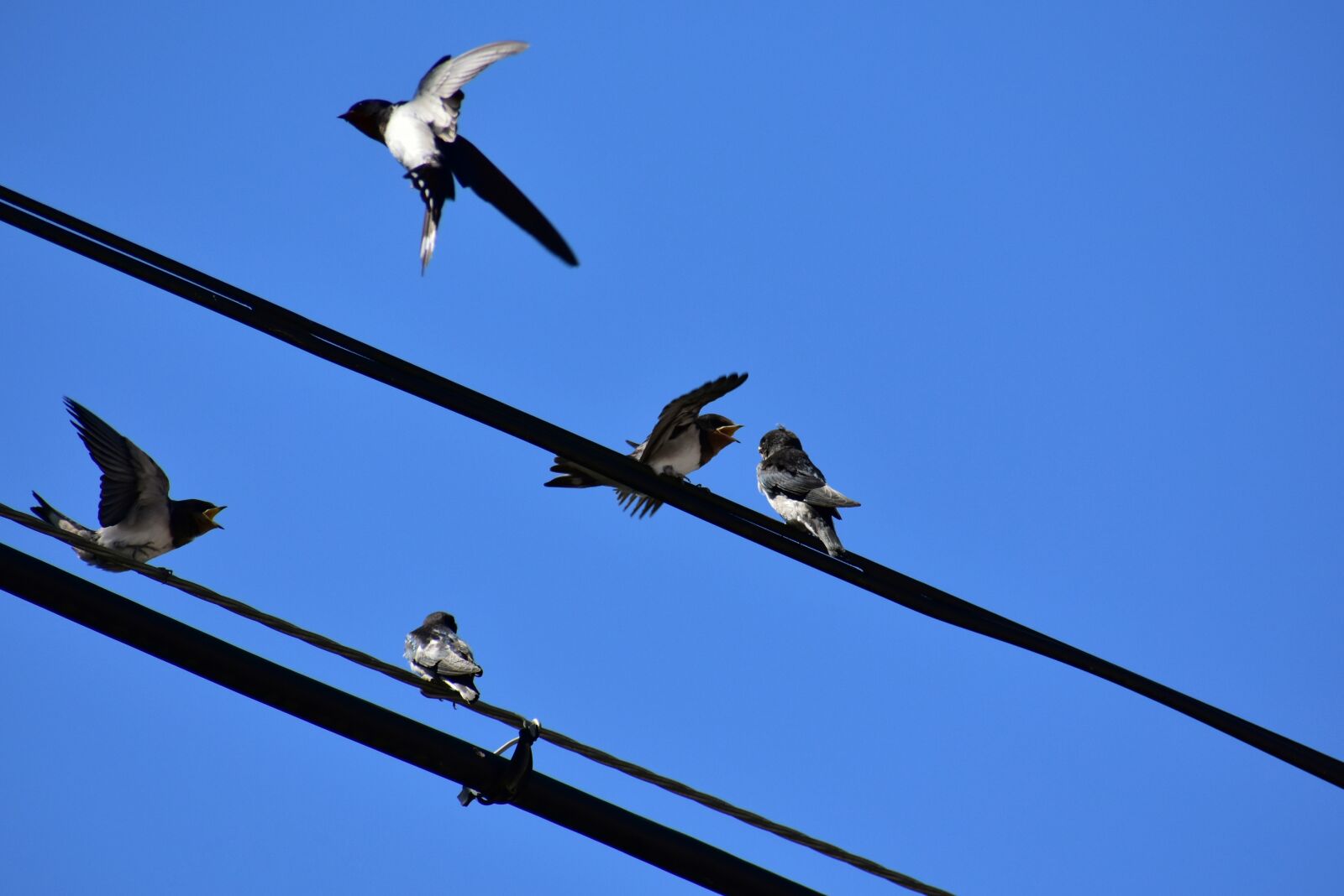 Nikon D7200 sample photo. Animal, sky, electric cable photography