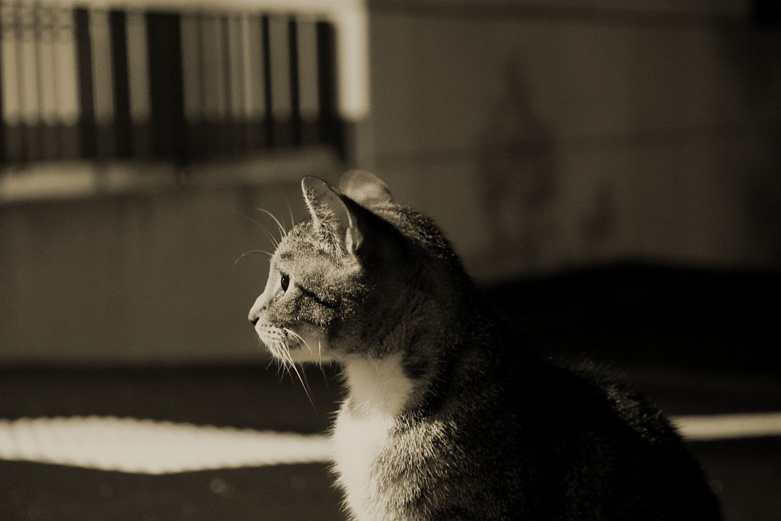 Sony a6300 sample photo. Cat, night, dark photography