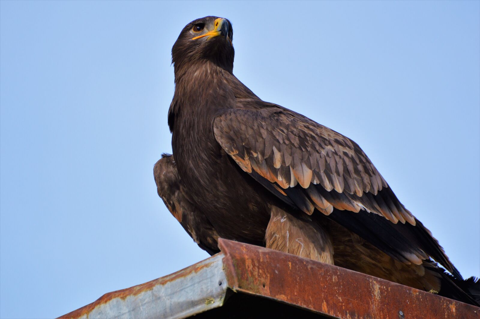 Nikon D3200 sample photo. Adler, bird of prey photography