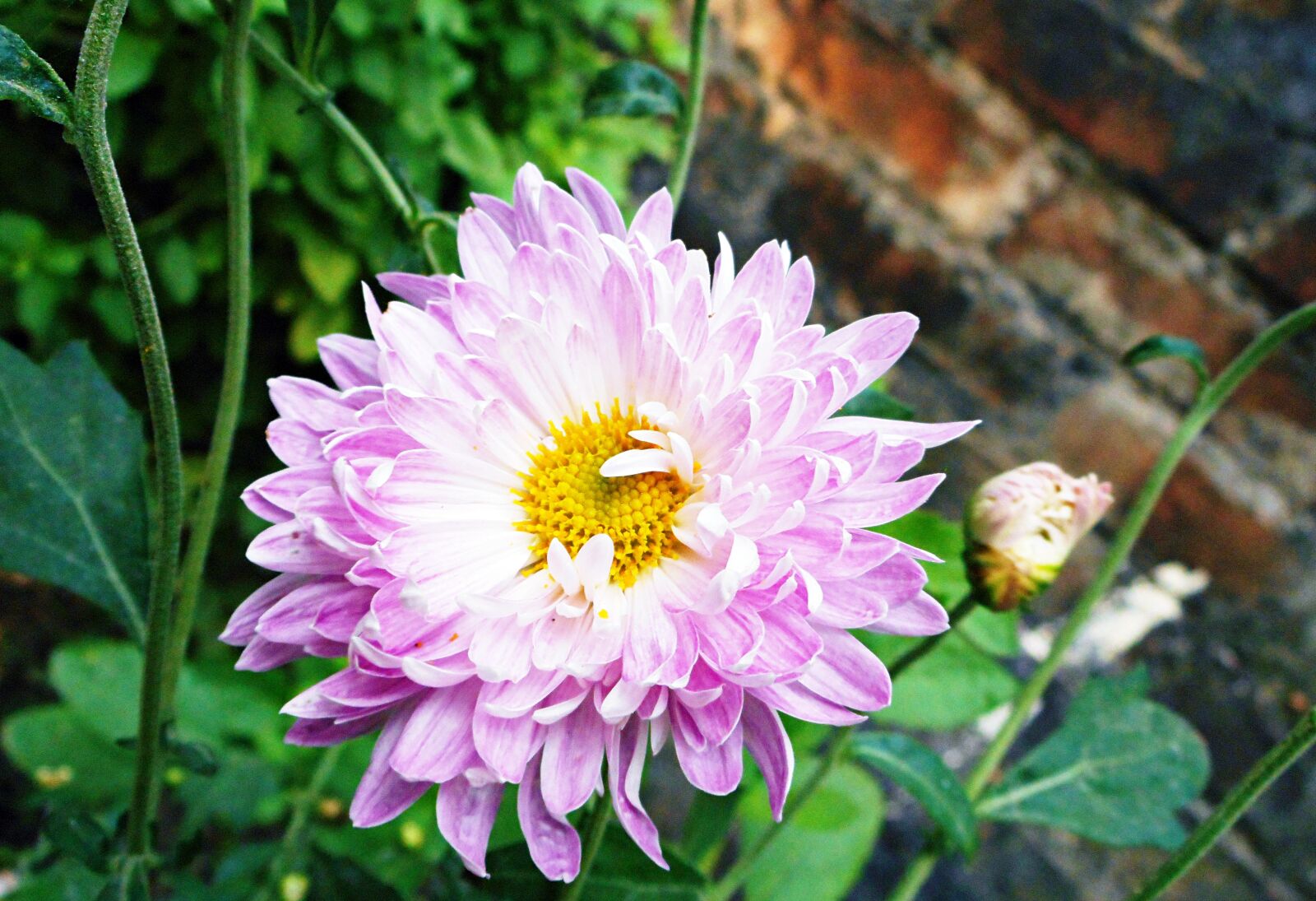 Nikon Coolpix S3600 sample photo. Flower, beautiful, summer photography