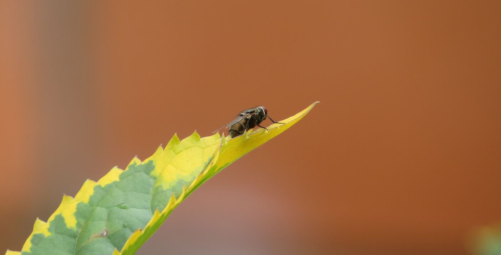 Canon PowerShot SX50 HS sample photo. Macro, insect, fly photography