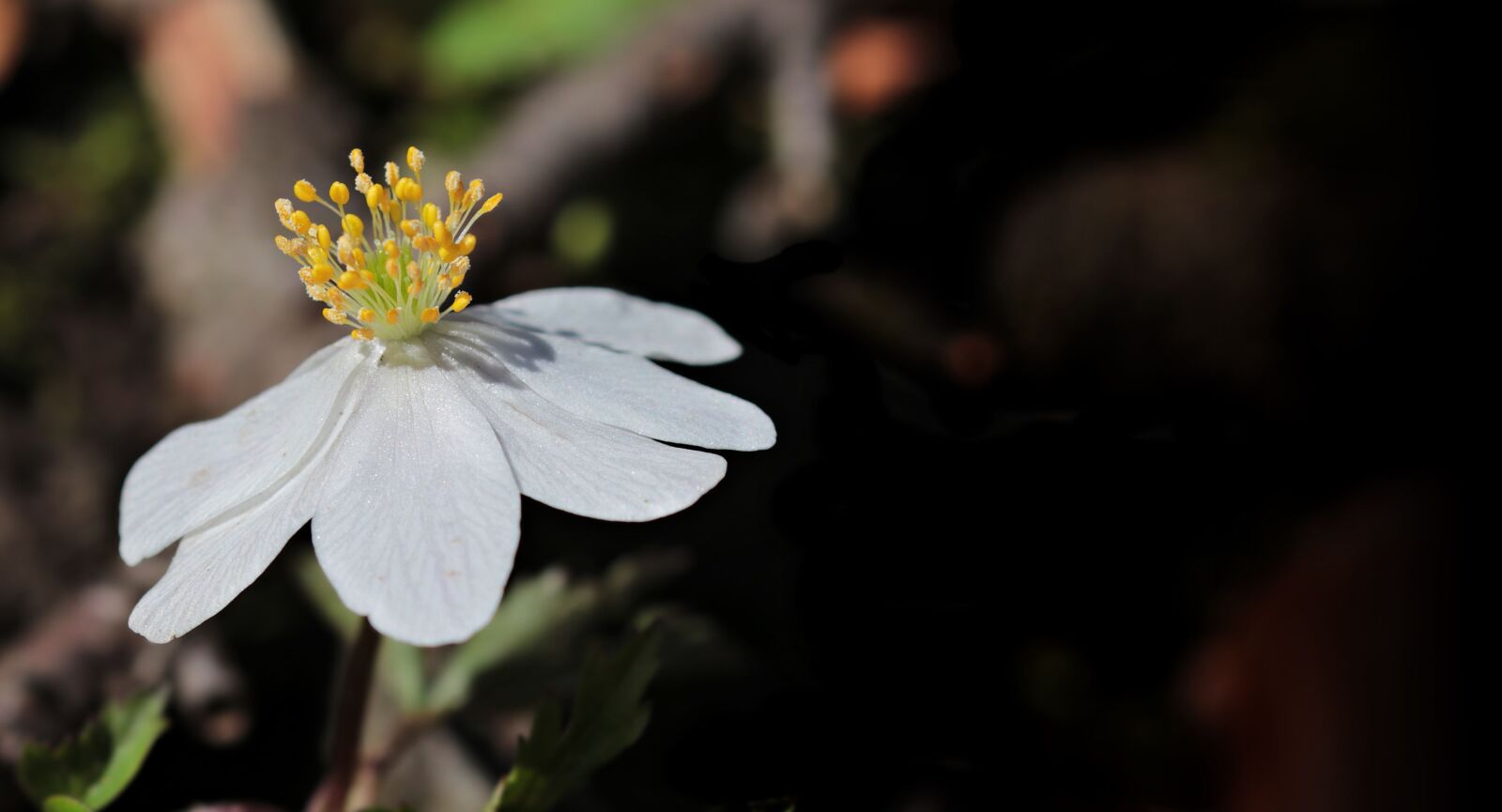 Canon EOS 80D sample photo. Flower, plant, blossom, herb photography