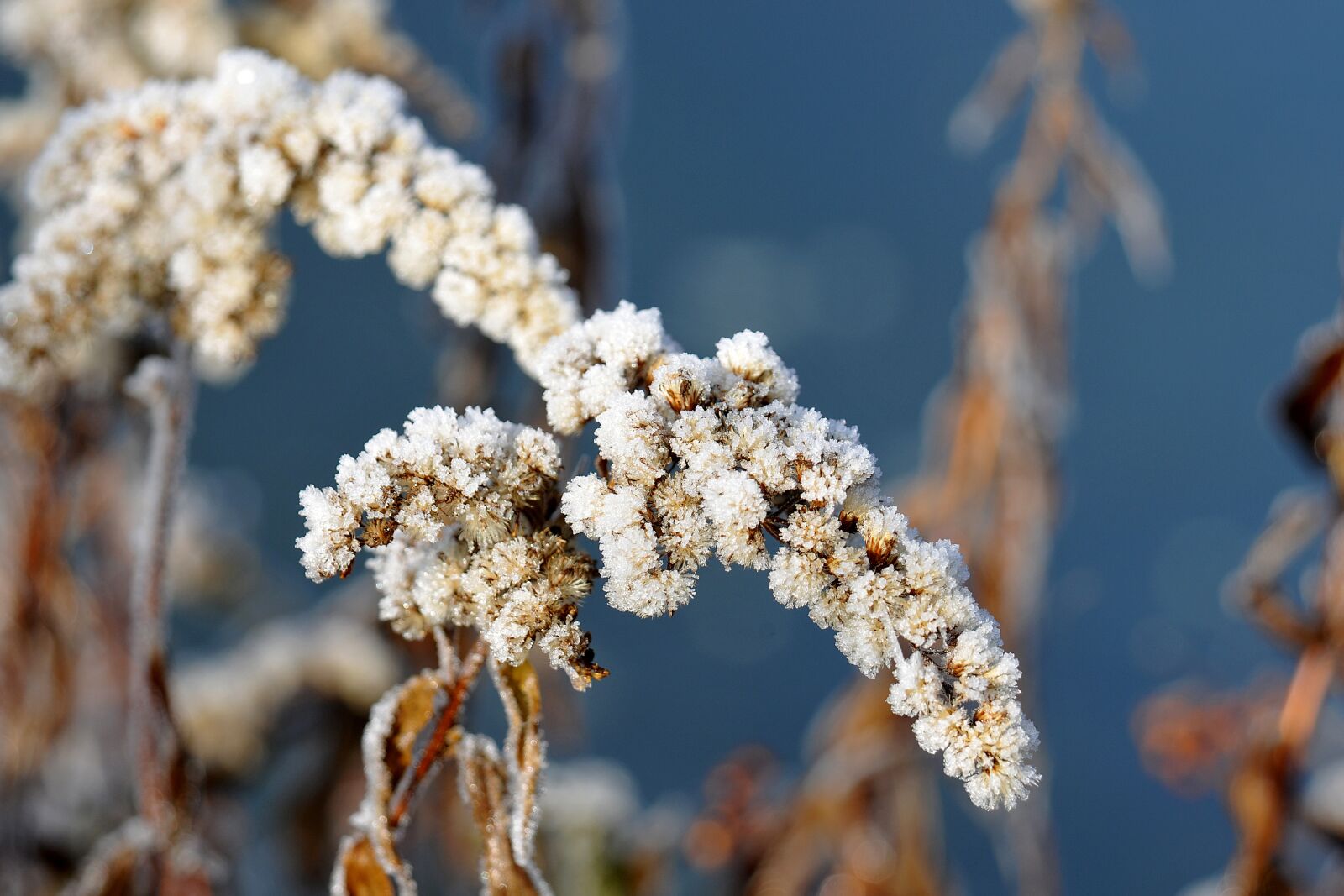 Nikon D3X sample photo. Frost, winter, crystals photography