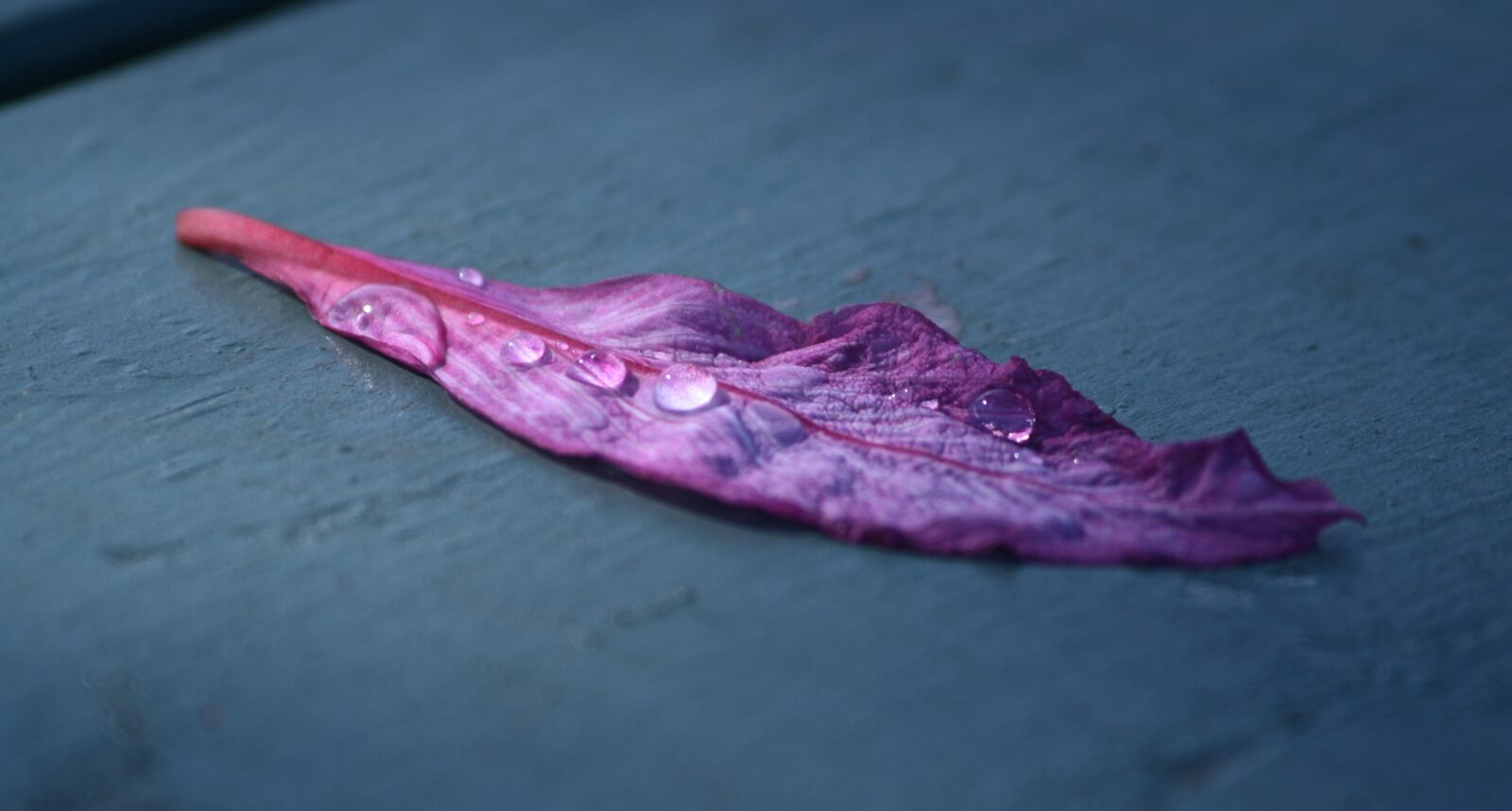Canon EOS 400D (EOS Digital Rebel XTi / EOS Kiss Digital X) sample photo. Leaf, droplet, water photography